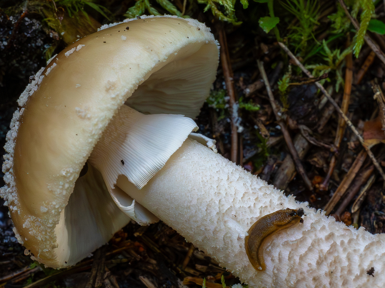 amanita-excelsa_2024-09-18_1-7