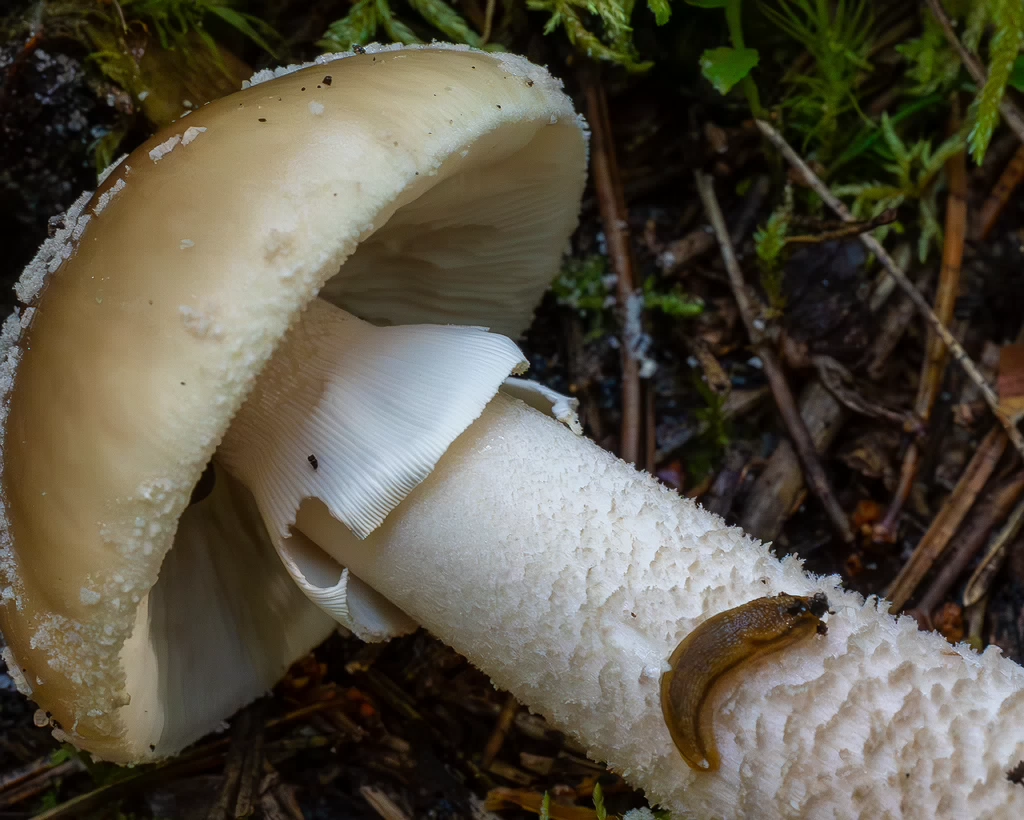 amanita-excelsa_2024-09-18_1-7