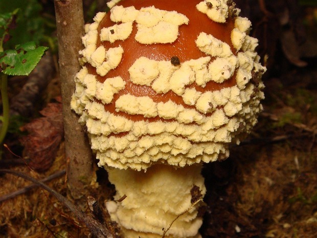 Amanita regalis - Мухомор королевский - Royal Fly Agaric - Königs-Fliegenpilz