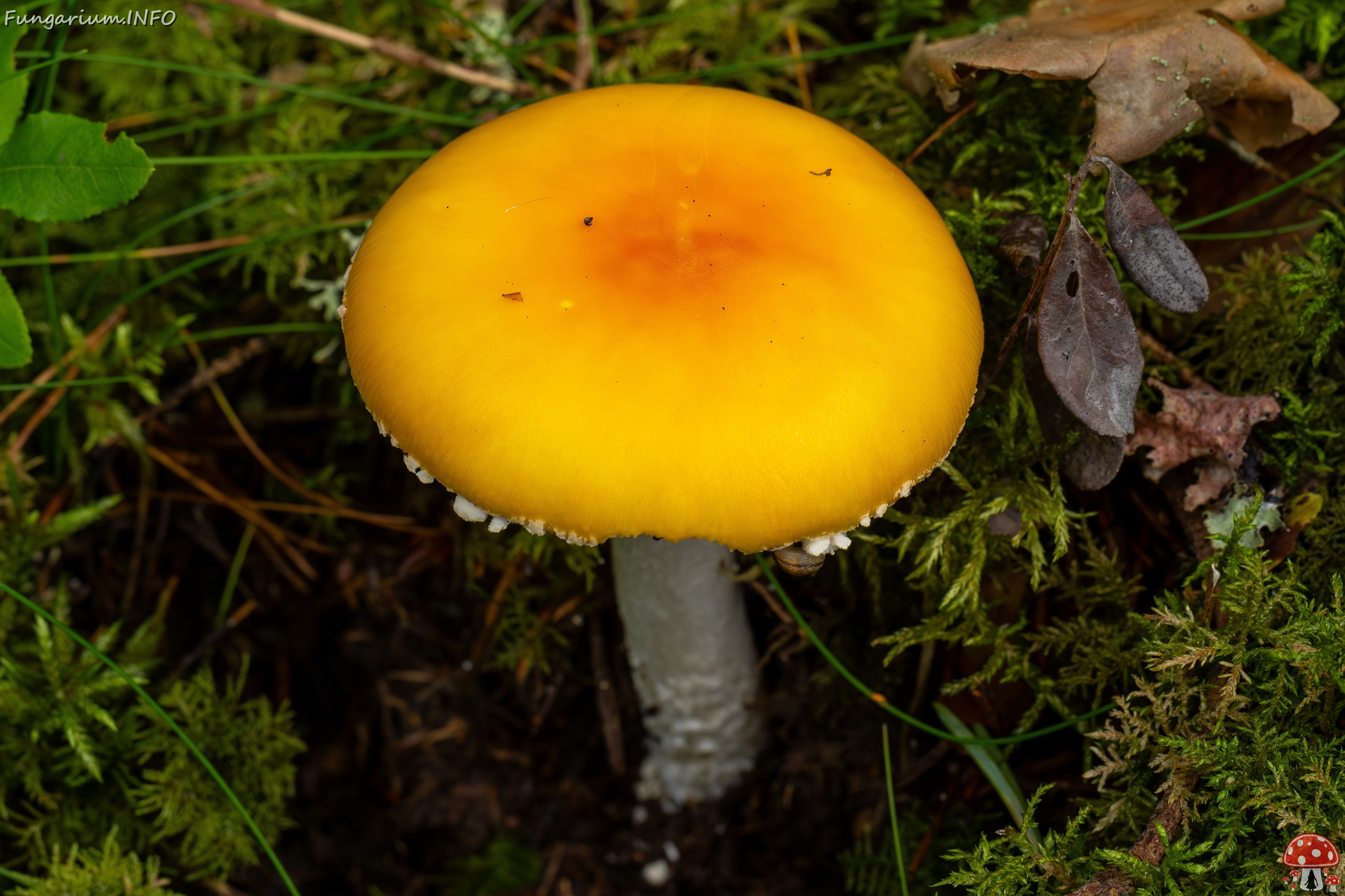 !Amanita muscaria var. formosa _2025-09-06_1-10 