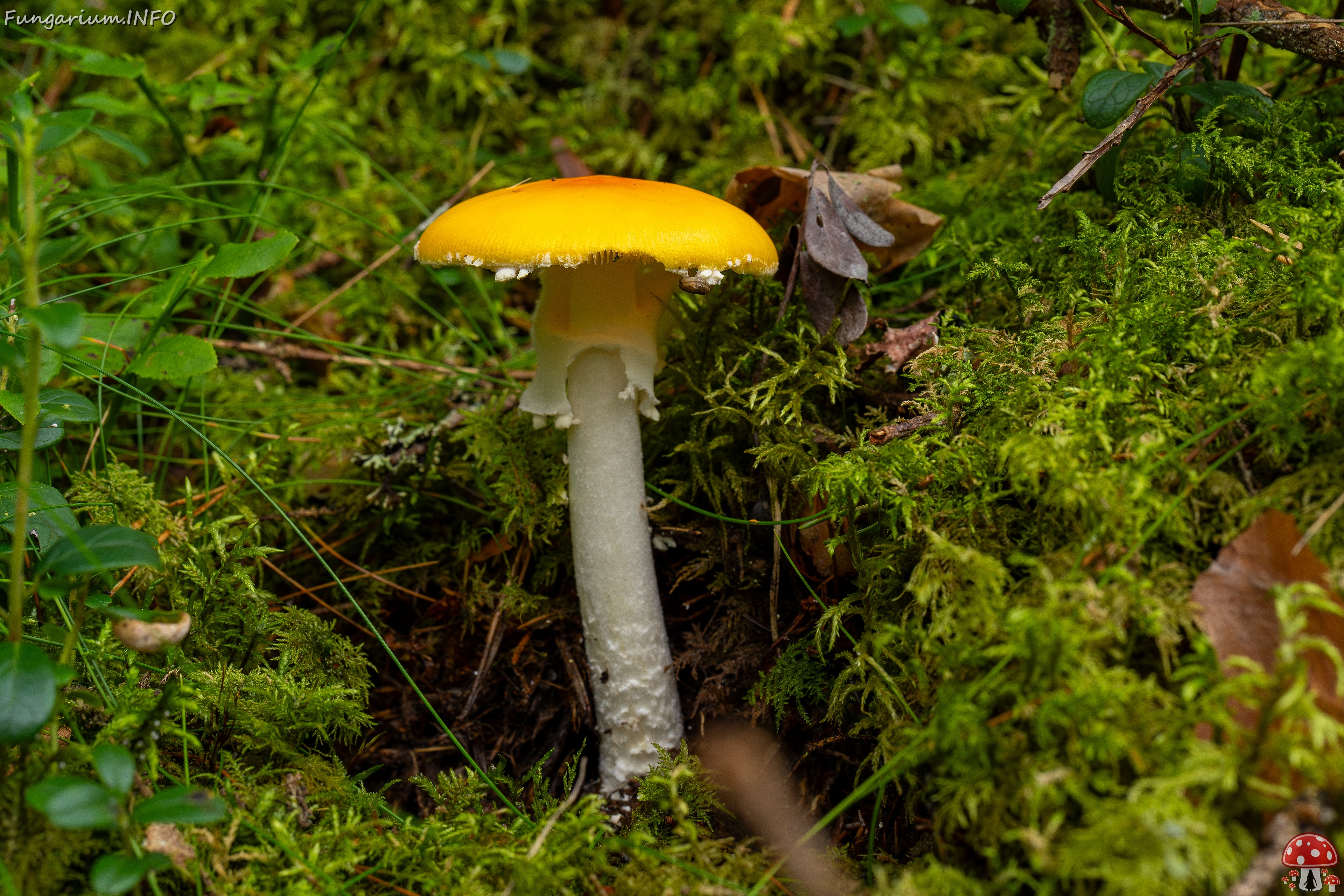 Amanita muscaria var. formosa _2025-09-06_1-1 