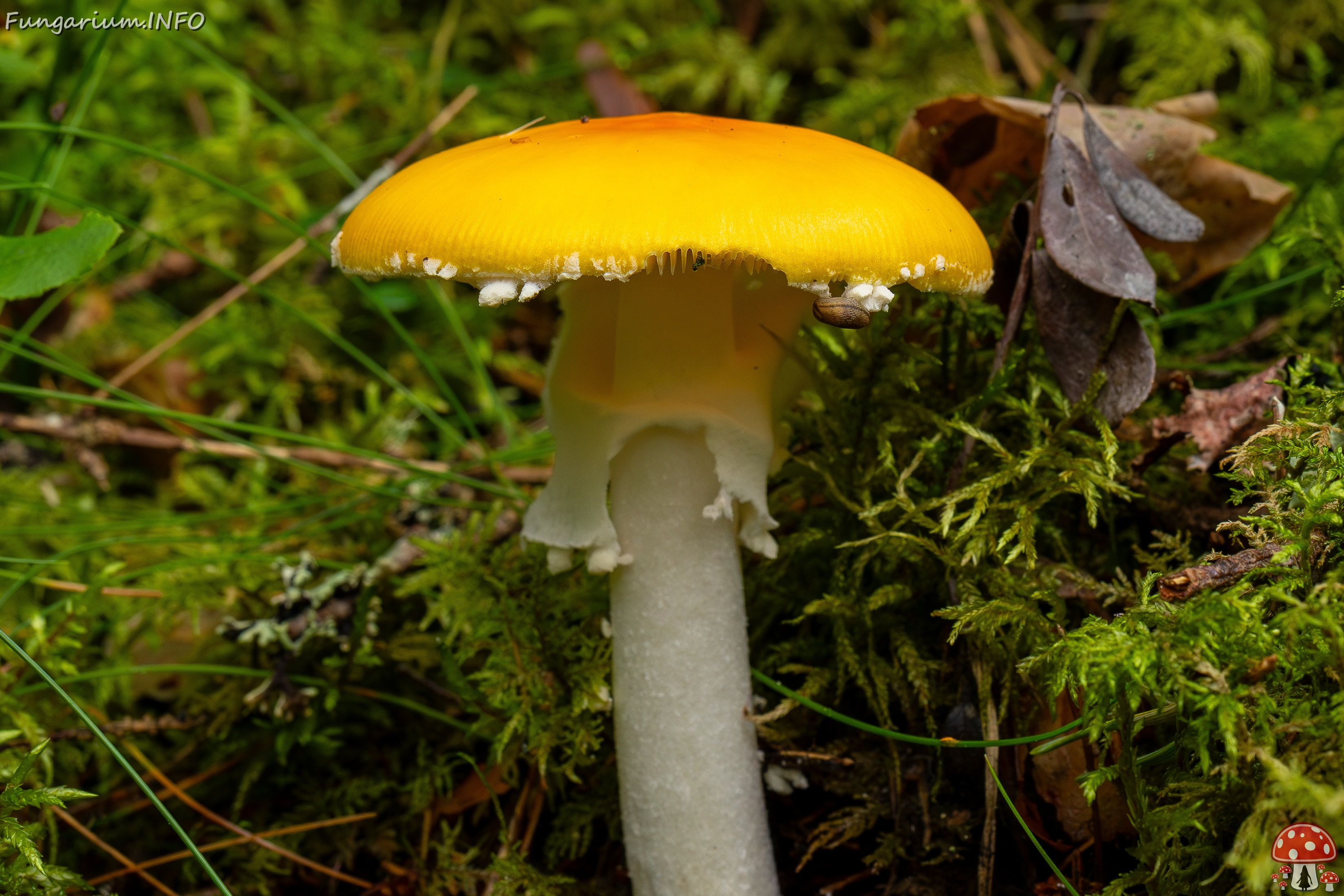 Amanita muscaria var. formosa _2025-09-06_1-2 