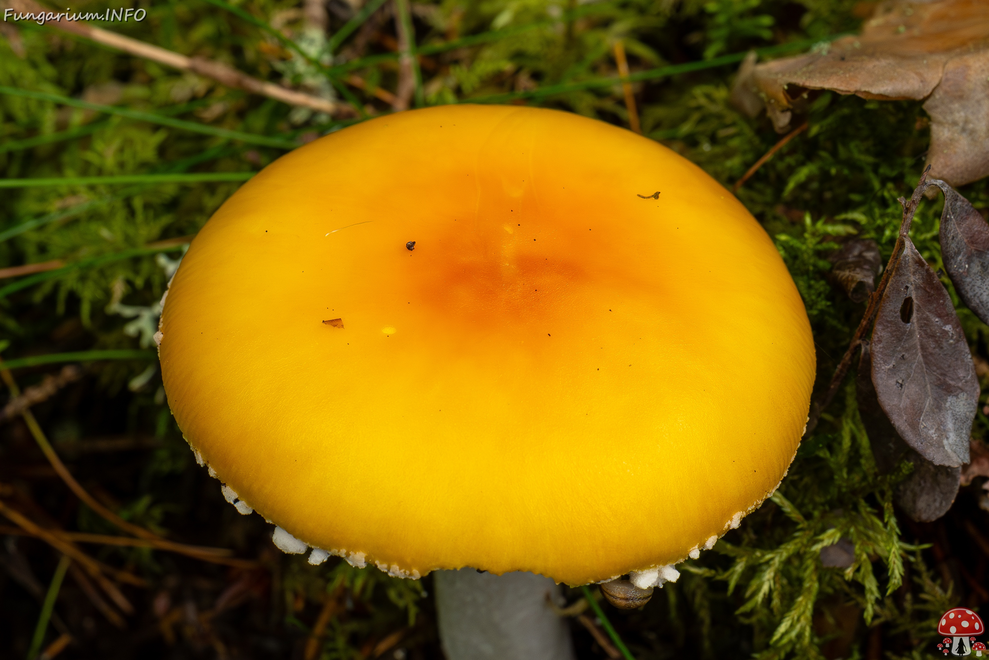 Amanita muscaria var. formosa _2025-09-06_1-4 