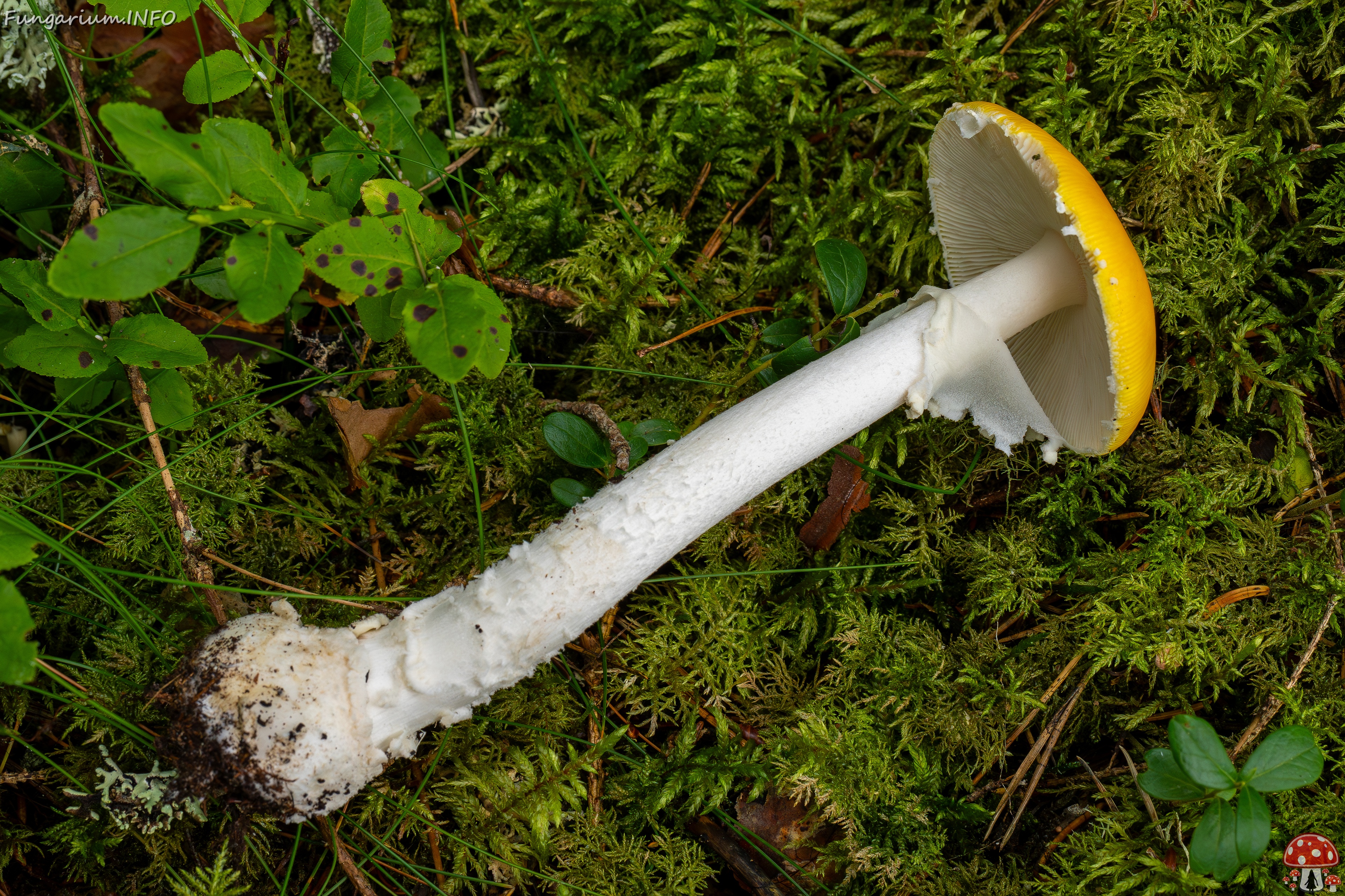 Amanita muscaria var. formosa _2025-09-06_1-5 