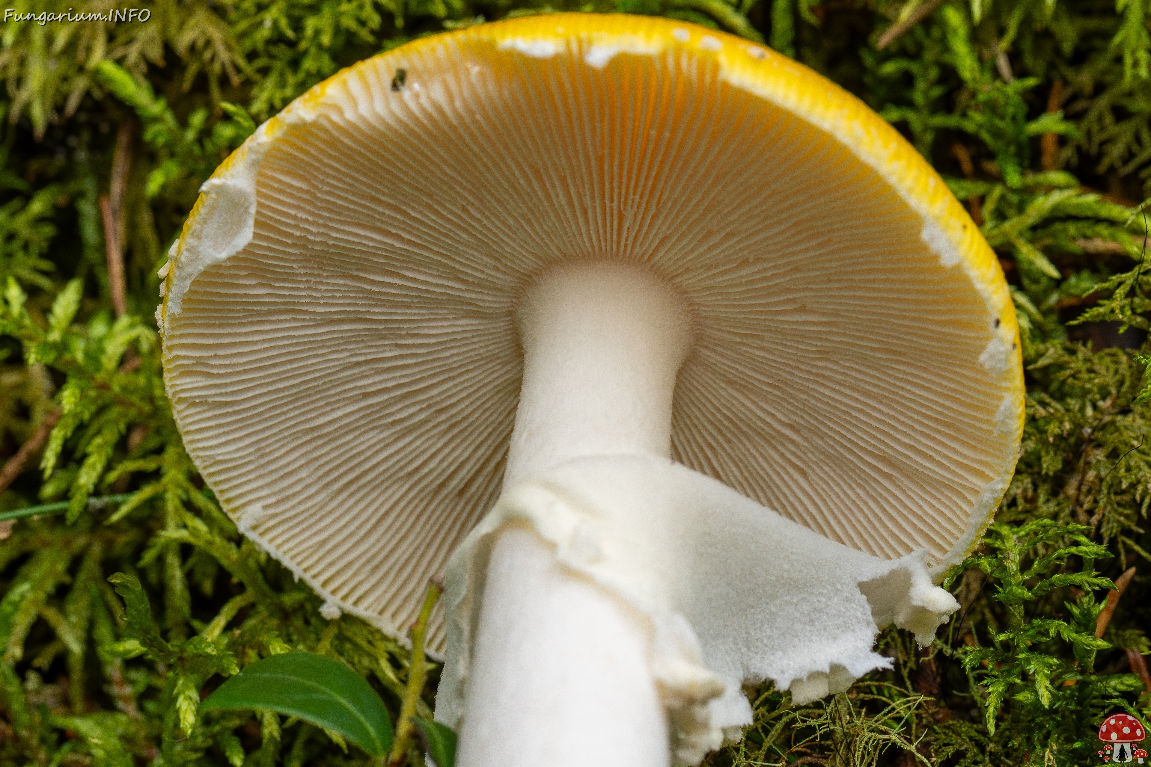 Amanita muscaria var. formosa _2025-09-06_1-7 