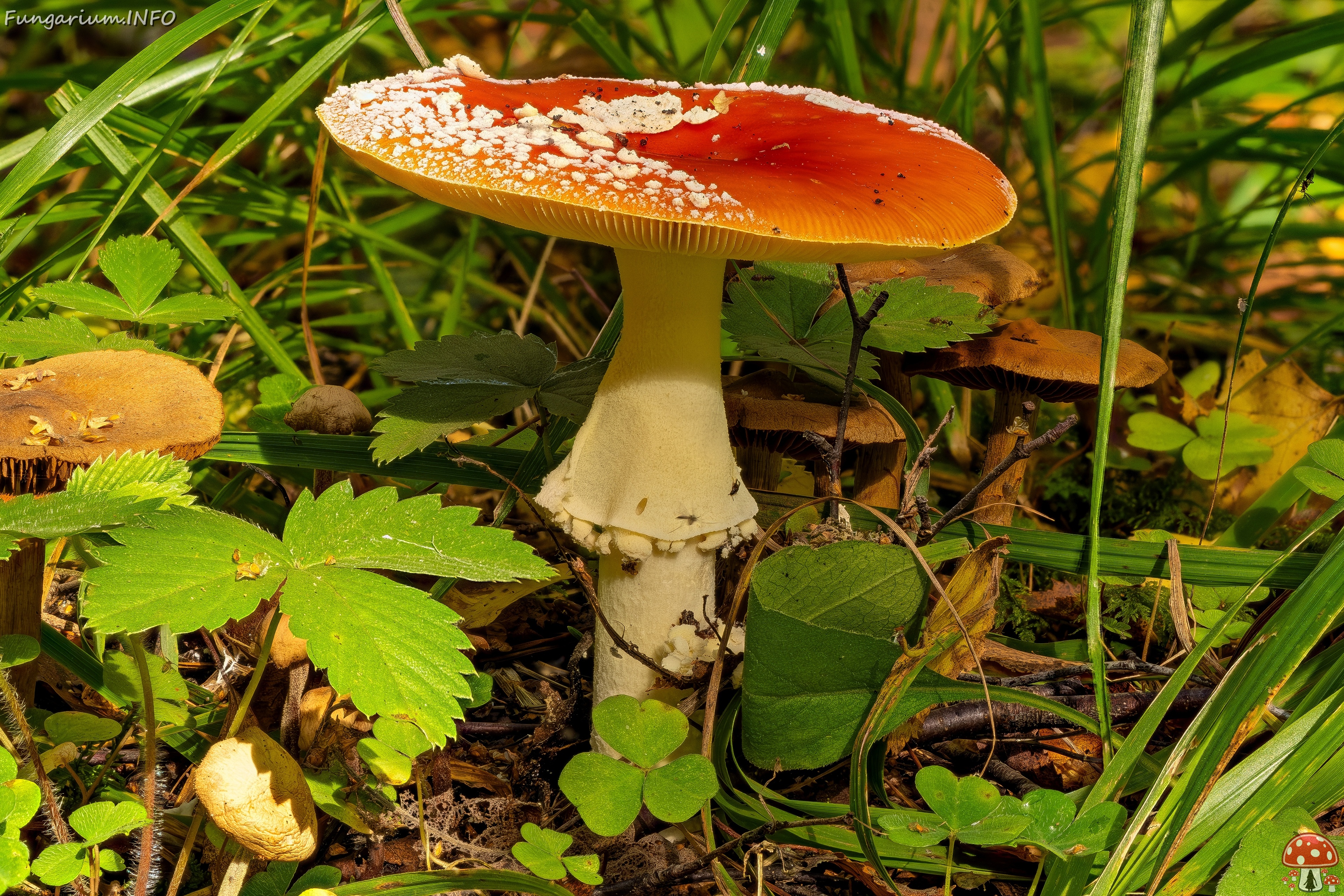 !amanita-muscaria_2023-09-10_FS-1_ 