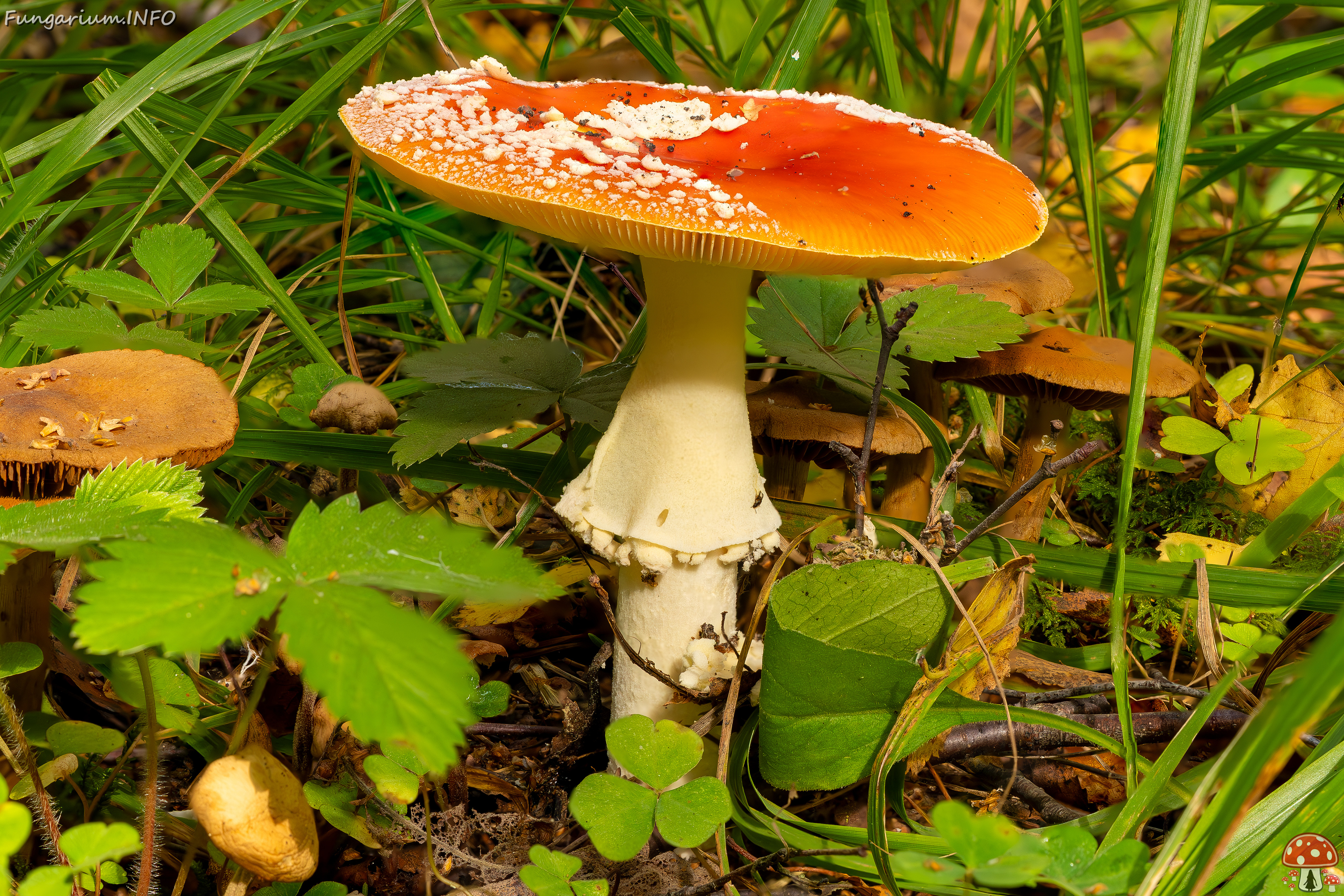 amanita-muscaria_2023-09-10_2-1 