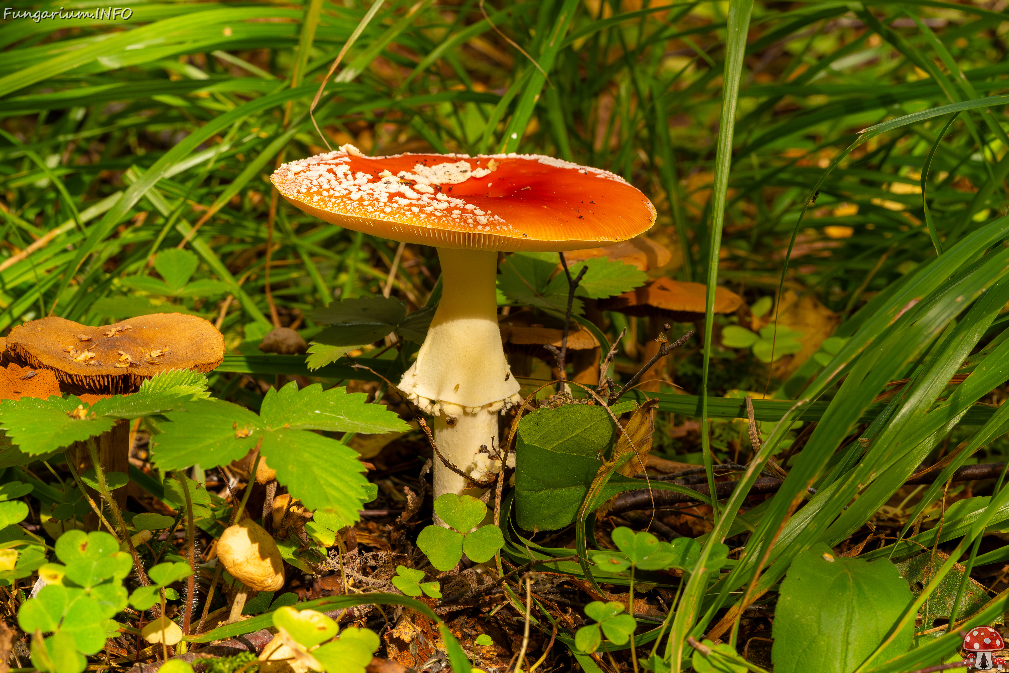 amanita-muscaria_2023-09-10_3-1 