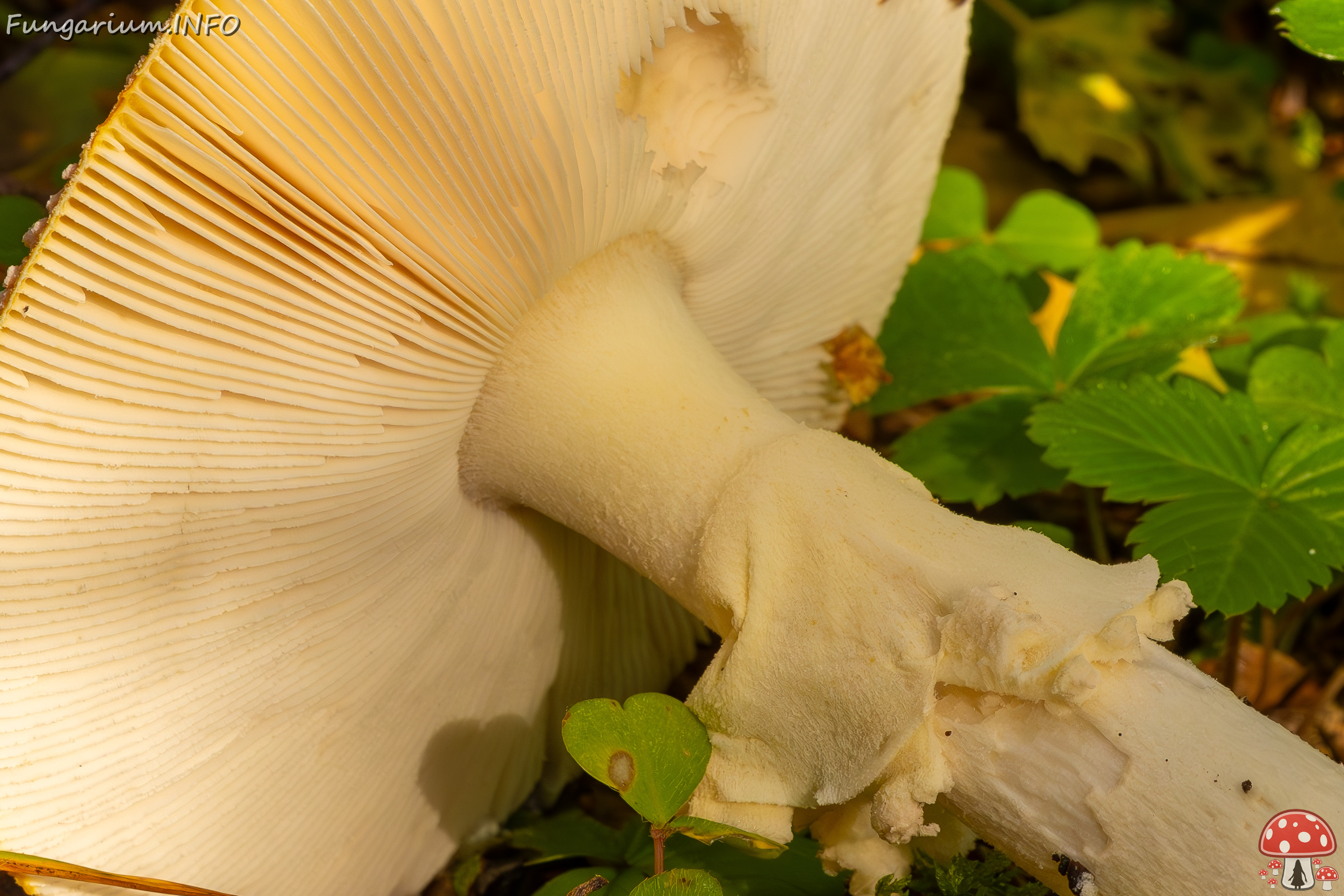 amanita-muscaria_2023-09-10_3-10 