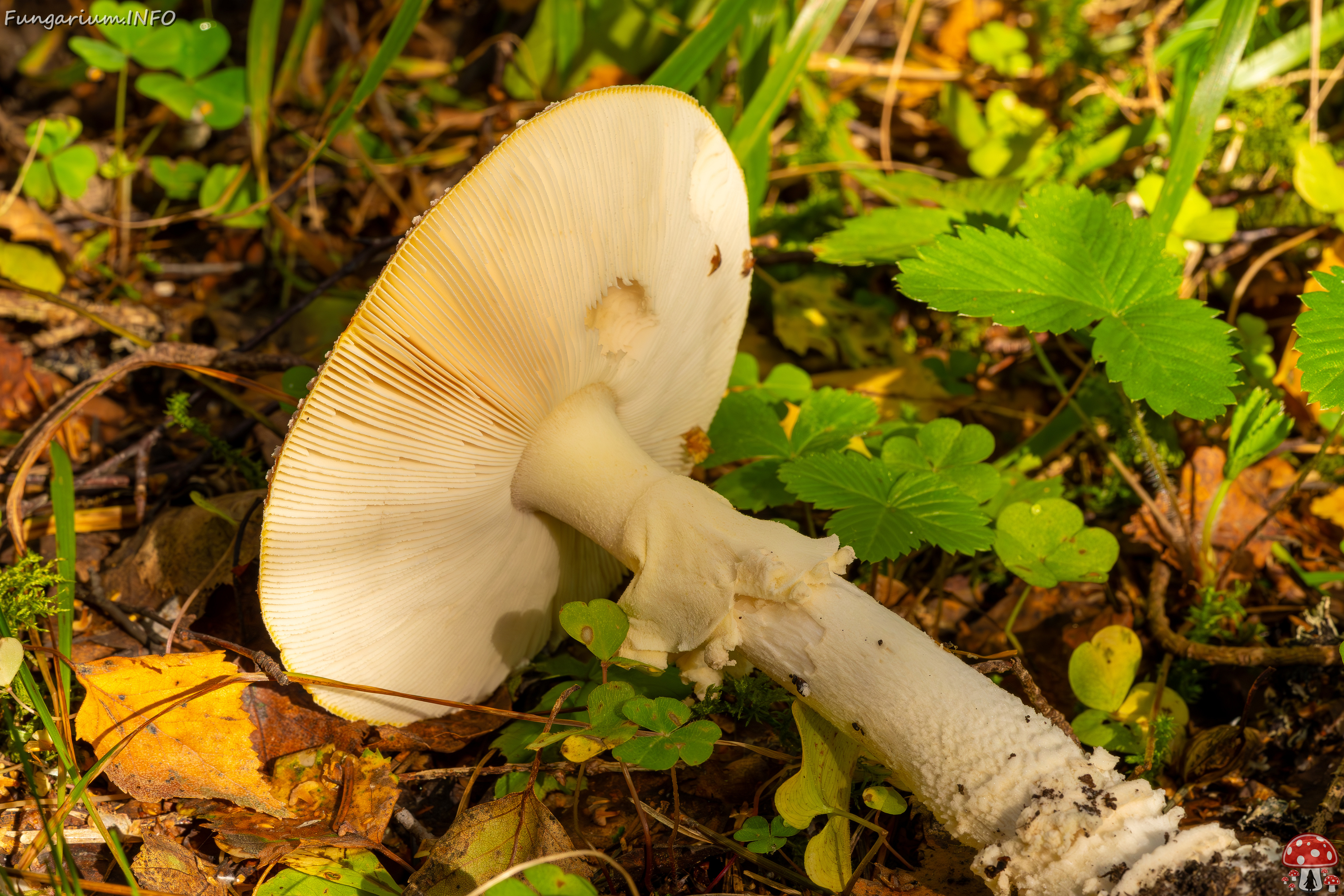 amanita-muscaria_2023-09-10_3-11 