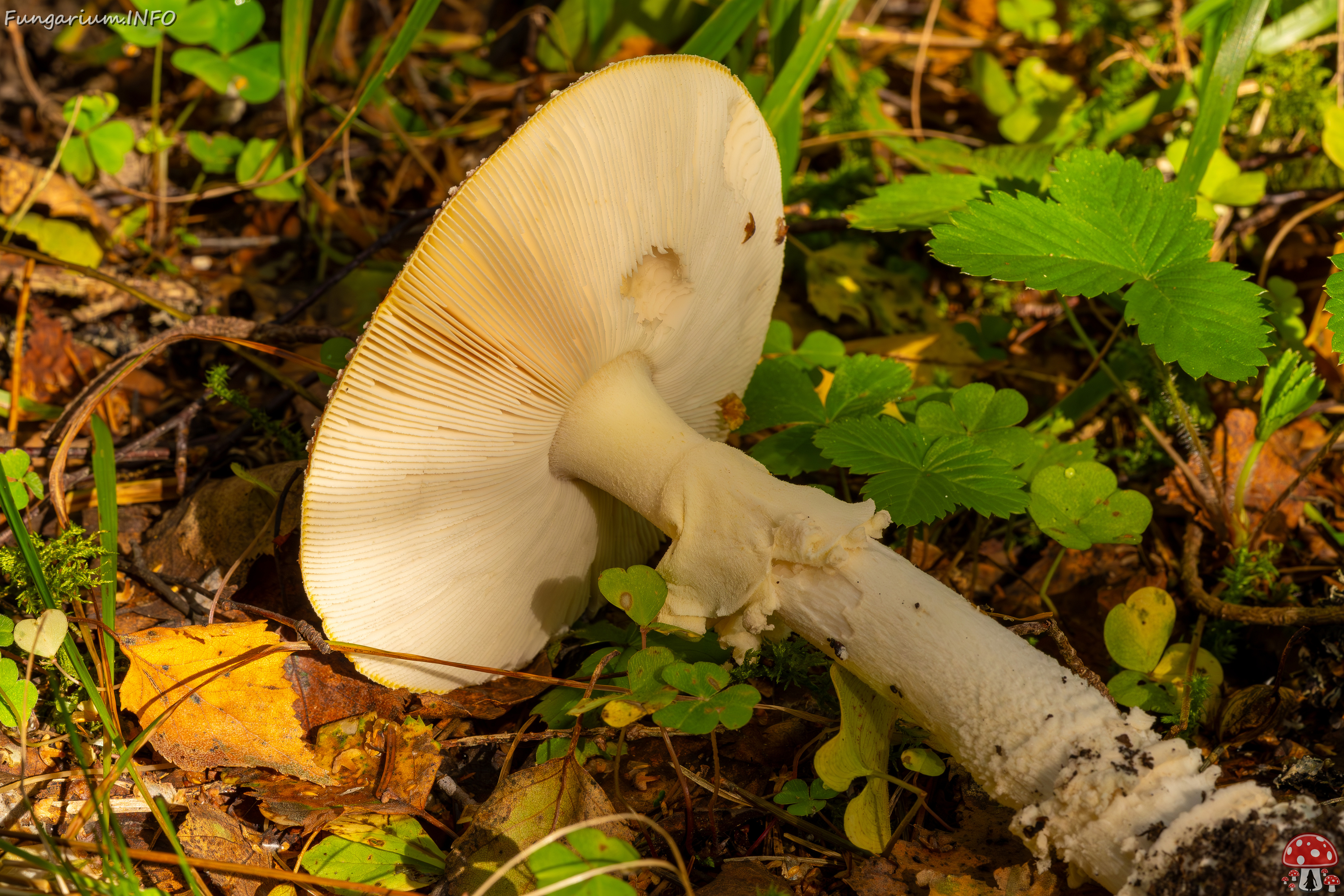 amanita-muscaria_2023-09-10_3-12 