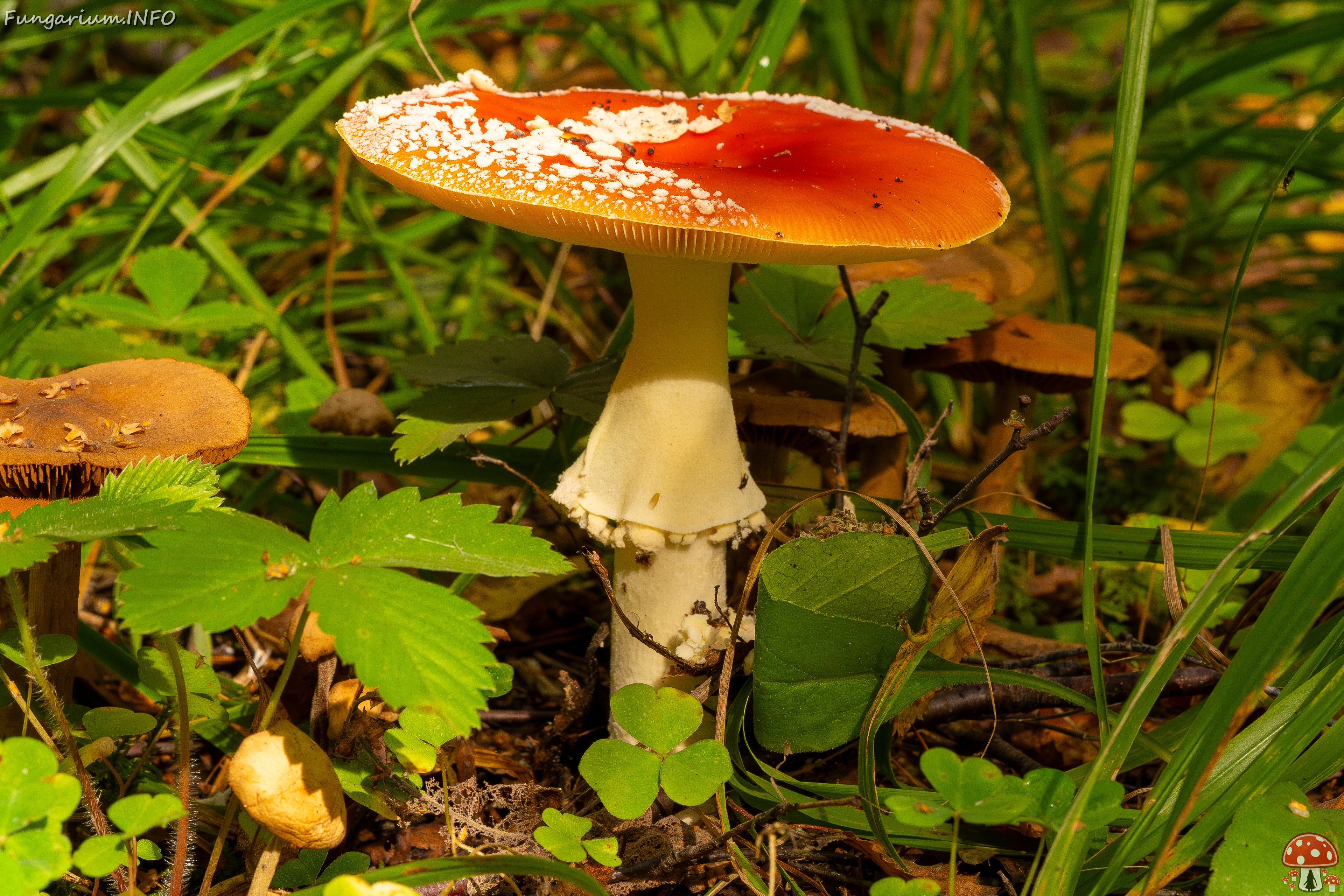 amanita-muscaria_2023-09-10_3-2 