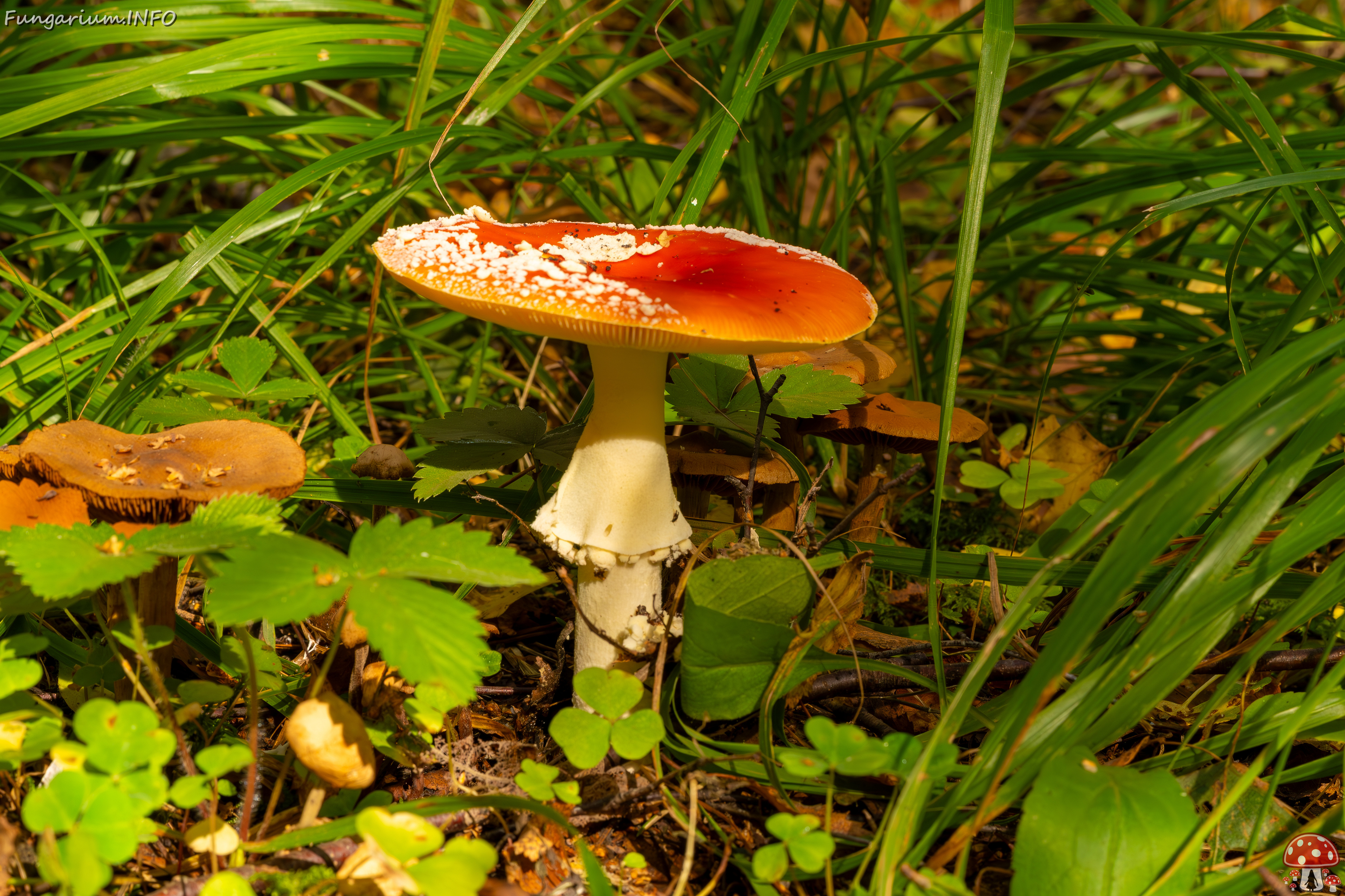 amanita-muscaria_2023-09-10_3-3 