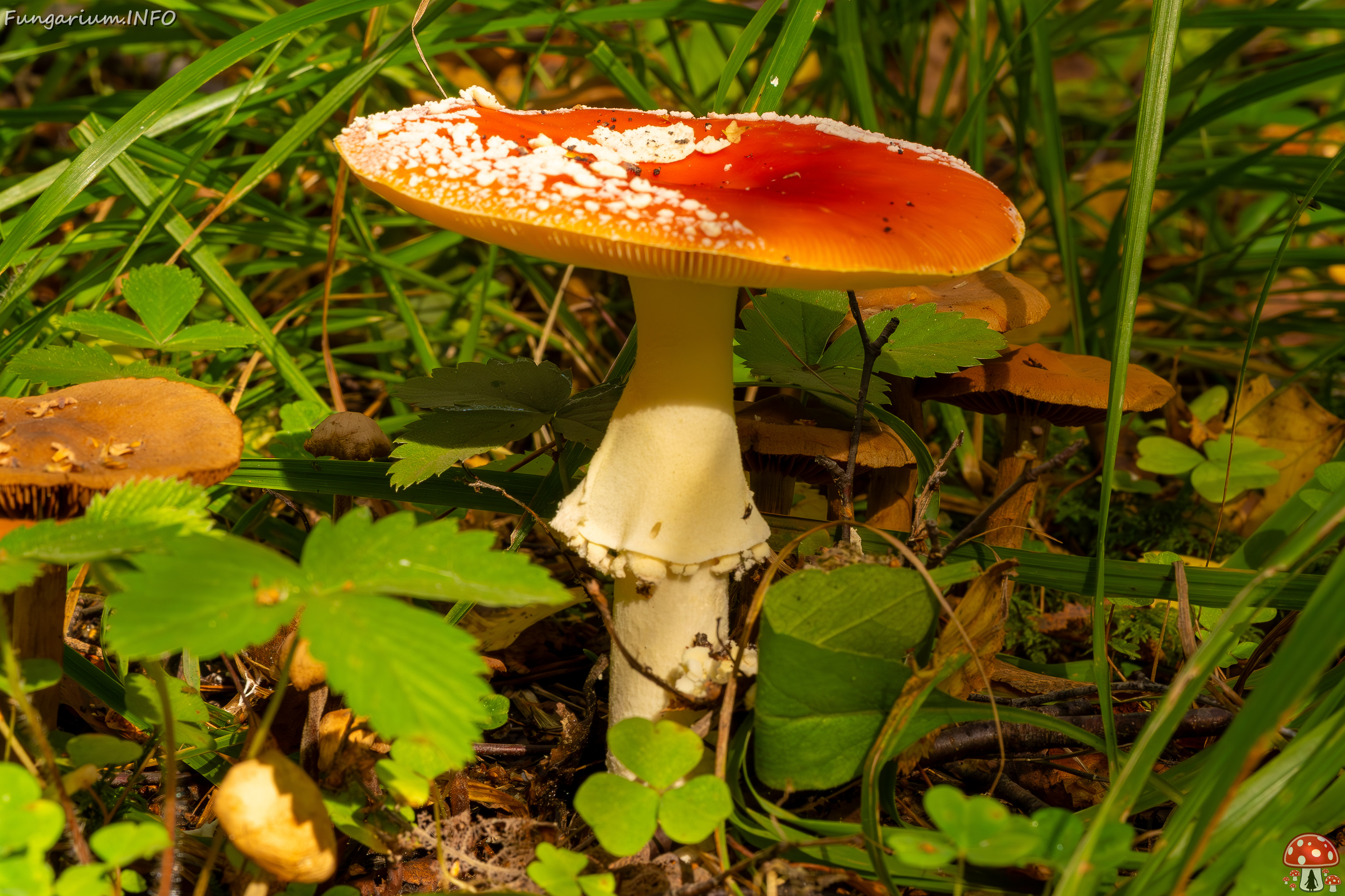 amanita-muscaria_2023-09-10_3-5 