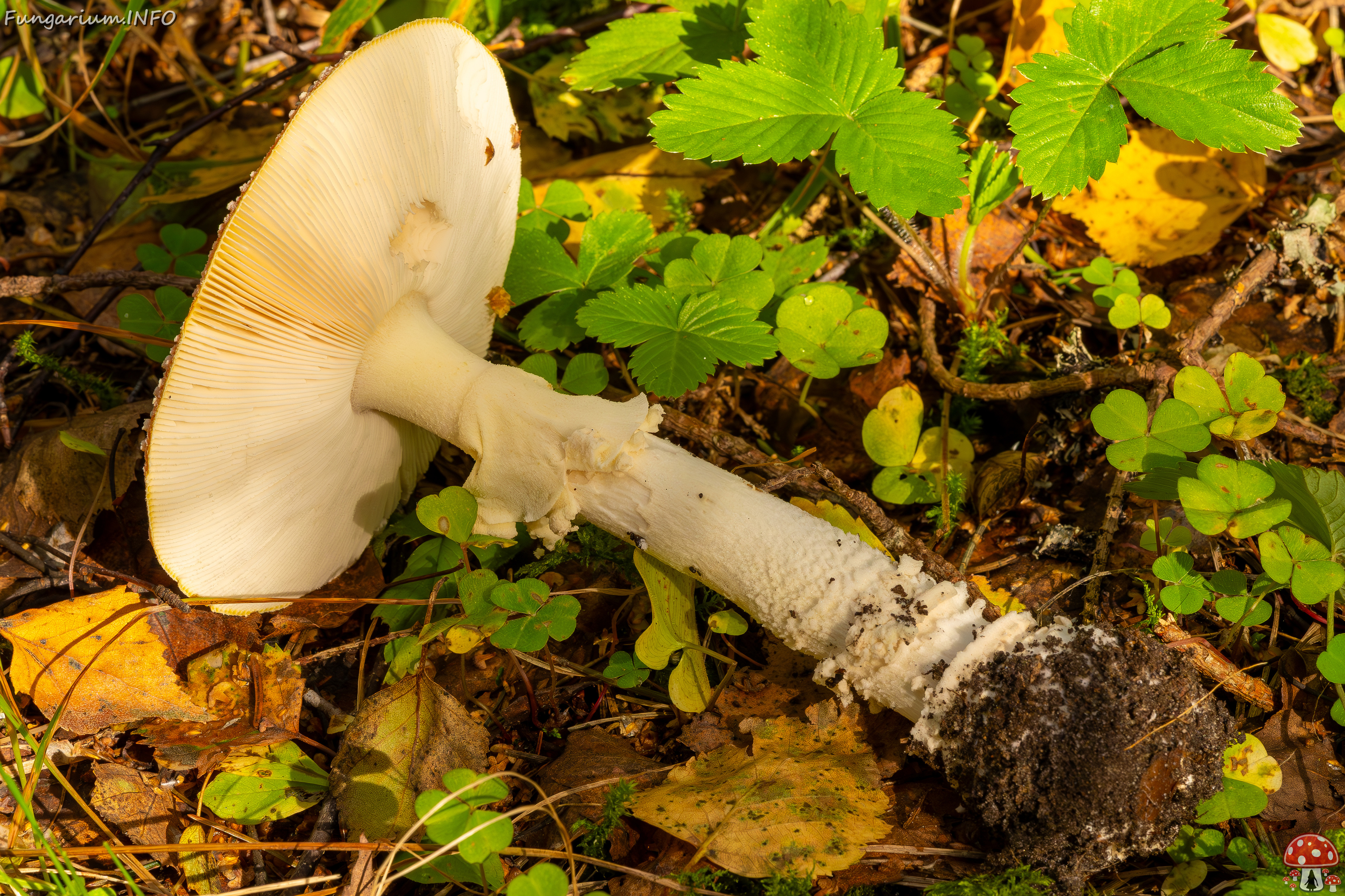 amanita-muscaria_2023-09-10_3-7 