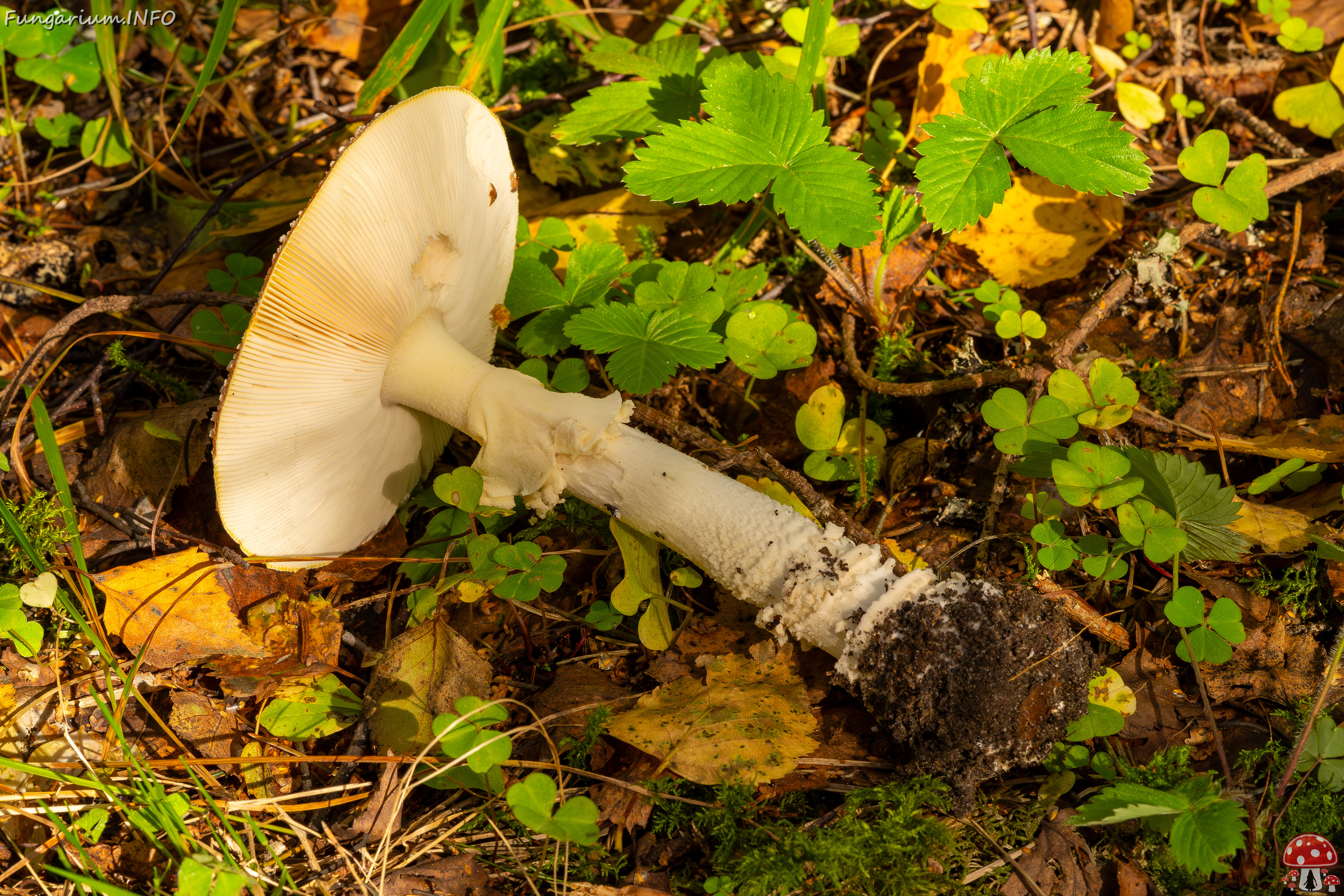 amanita-muscaria_2023-09-10_3-8 