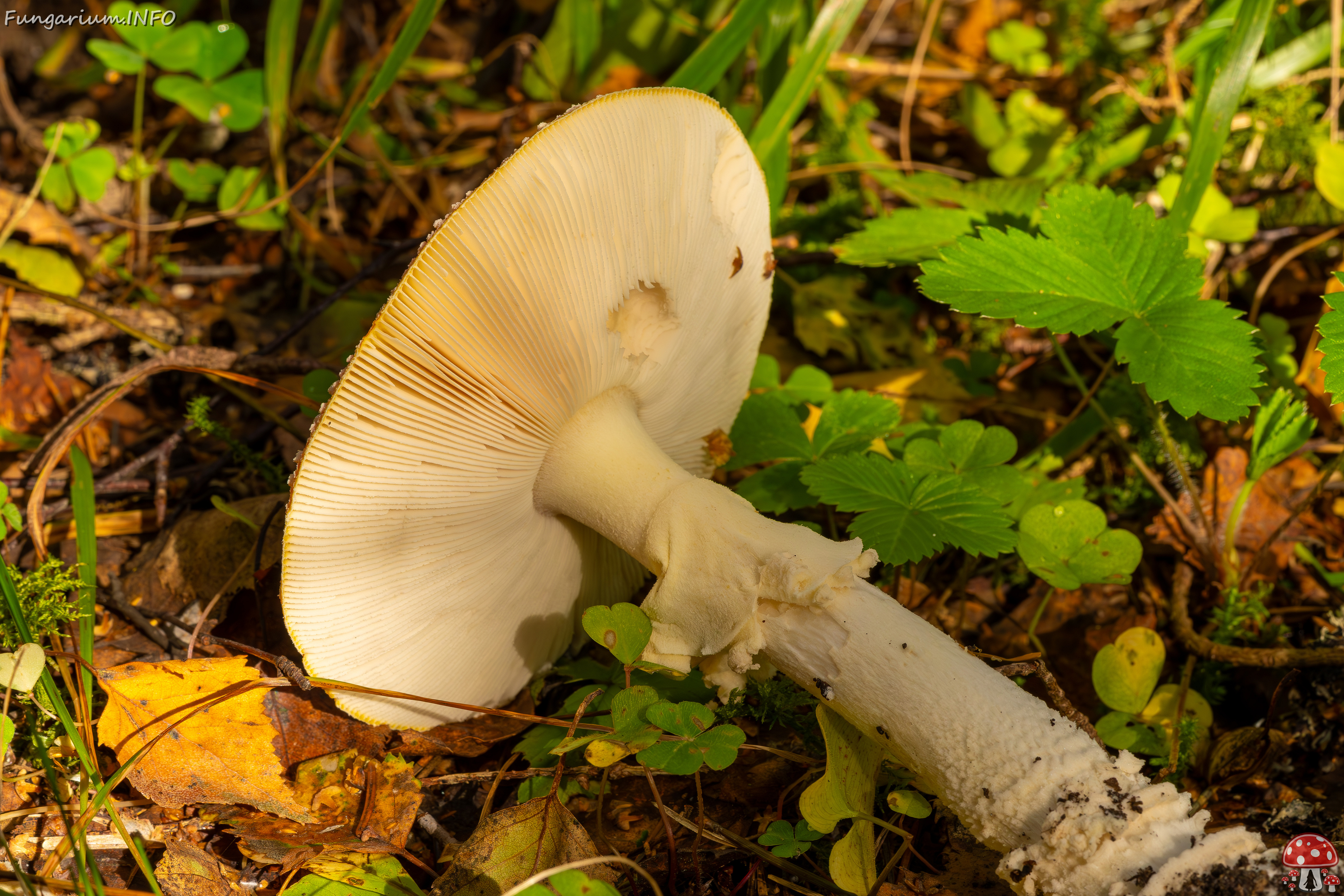 amanita-muscaria_2023-09-10_3-9 