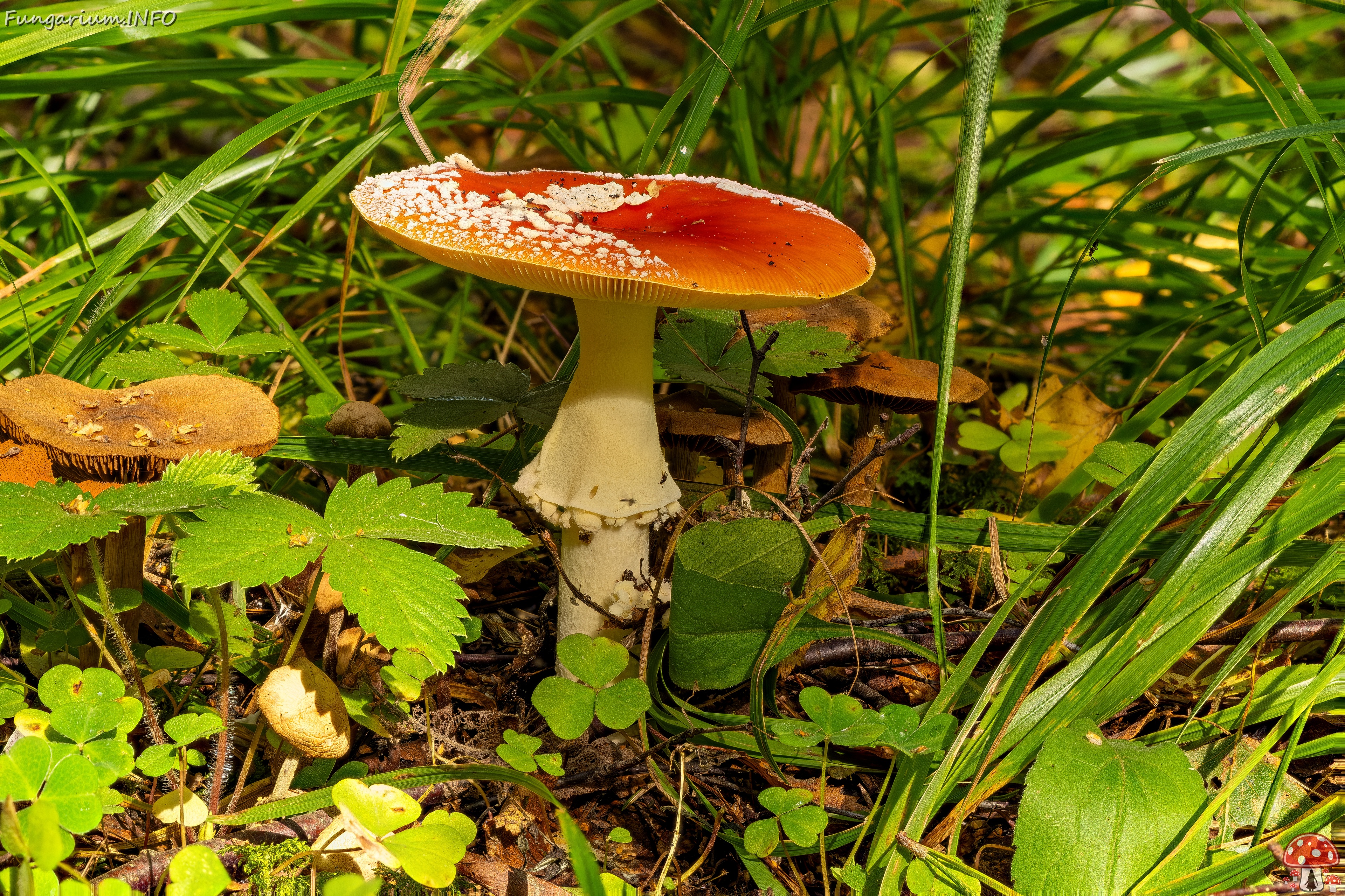 amanita-muscaria_2023-09-10_FS-1 