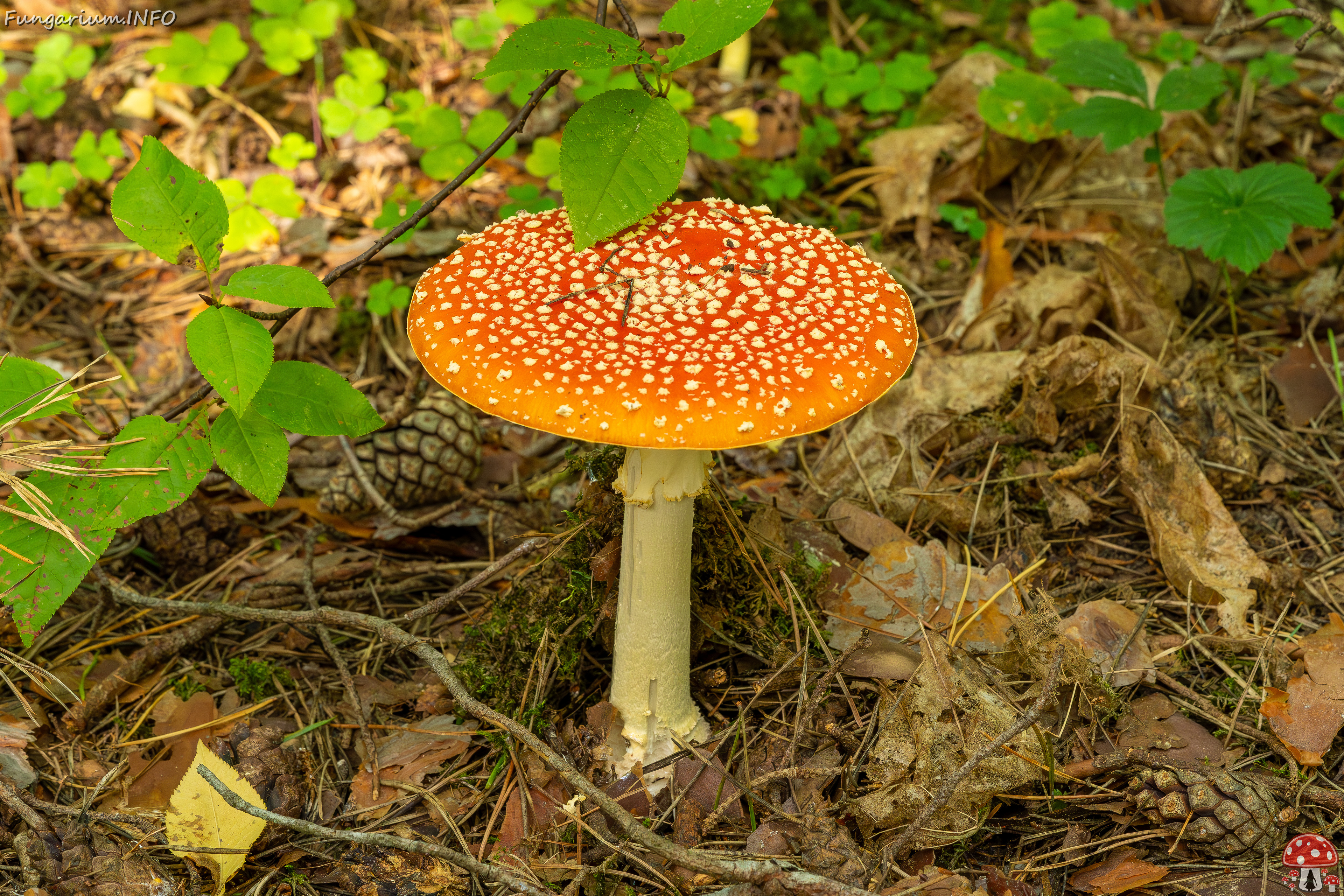 amanita-muscaria_2023-09-12_1-1 