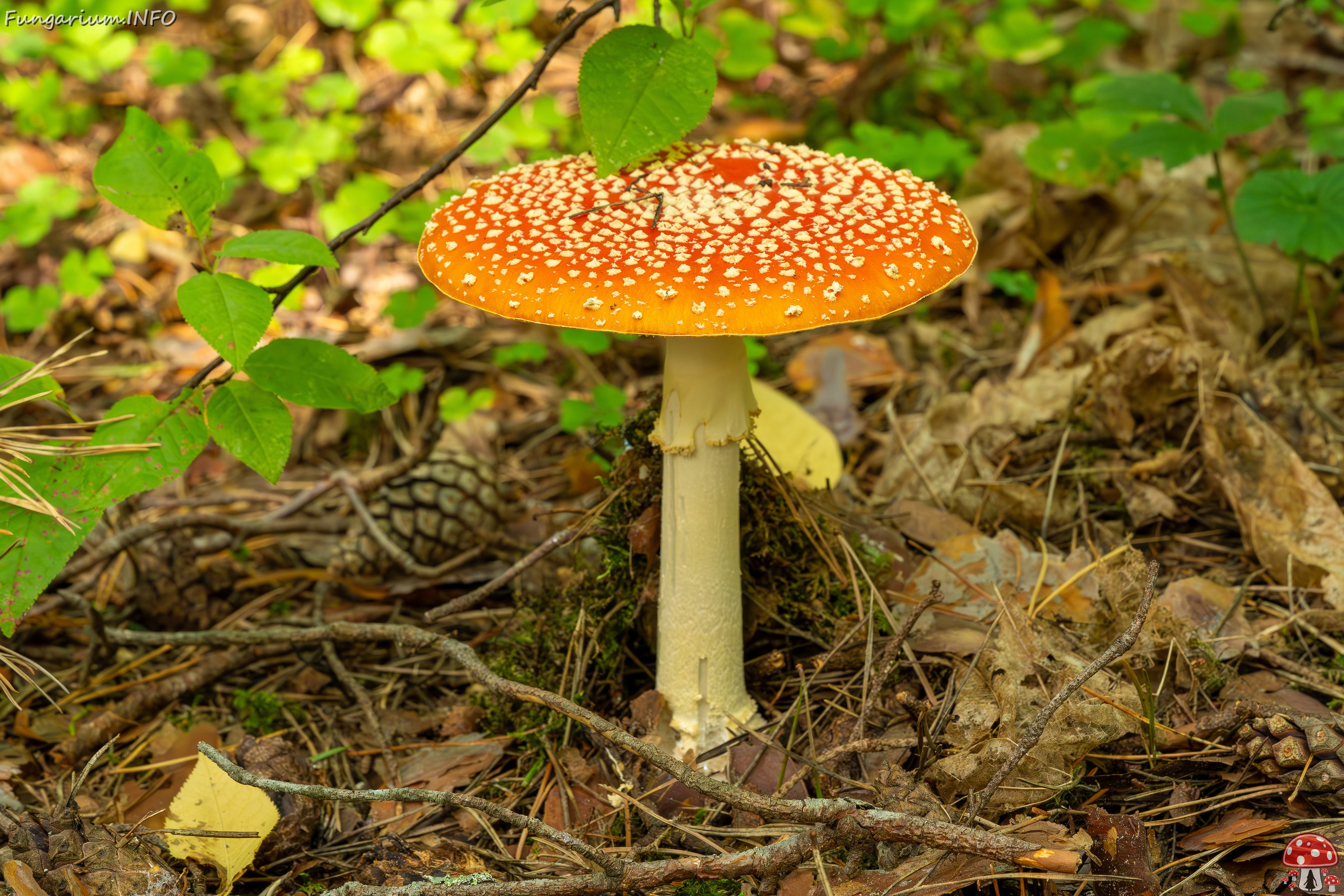 amanita-muscaria_2023-09-12_1-2 