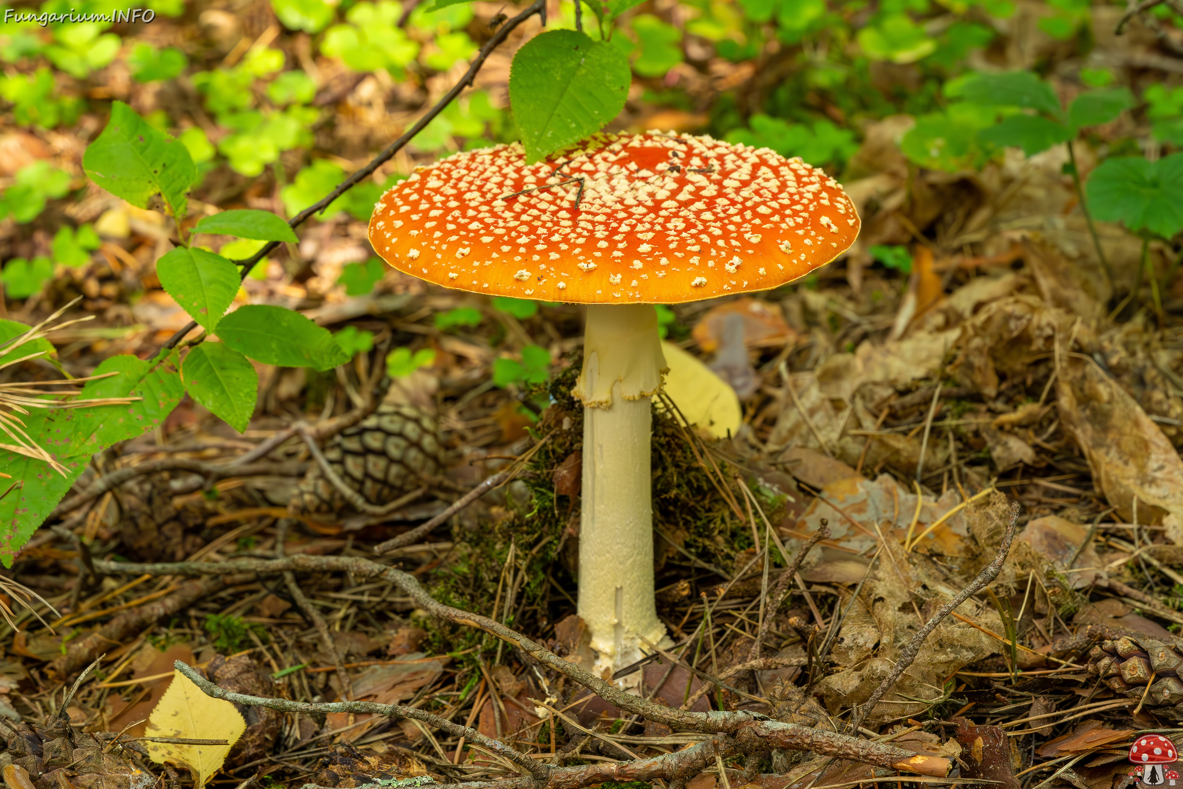 amanita-muscaria_2023-09-12_1-3 