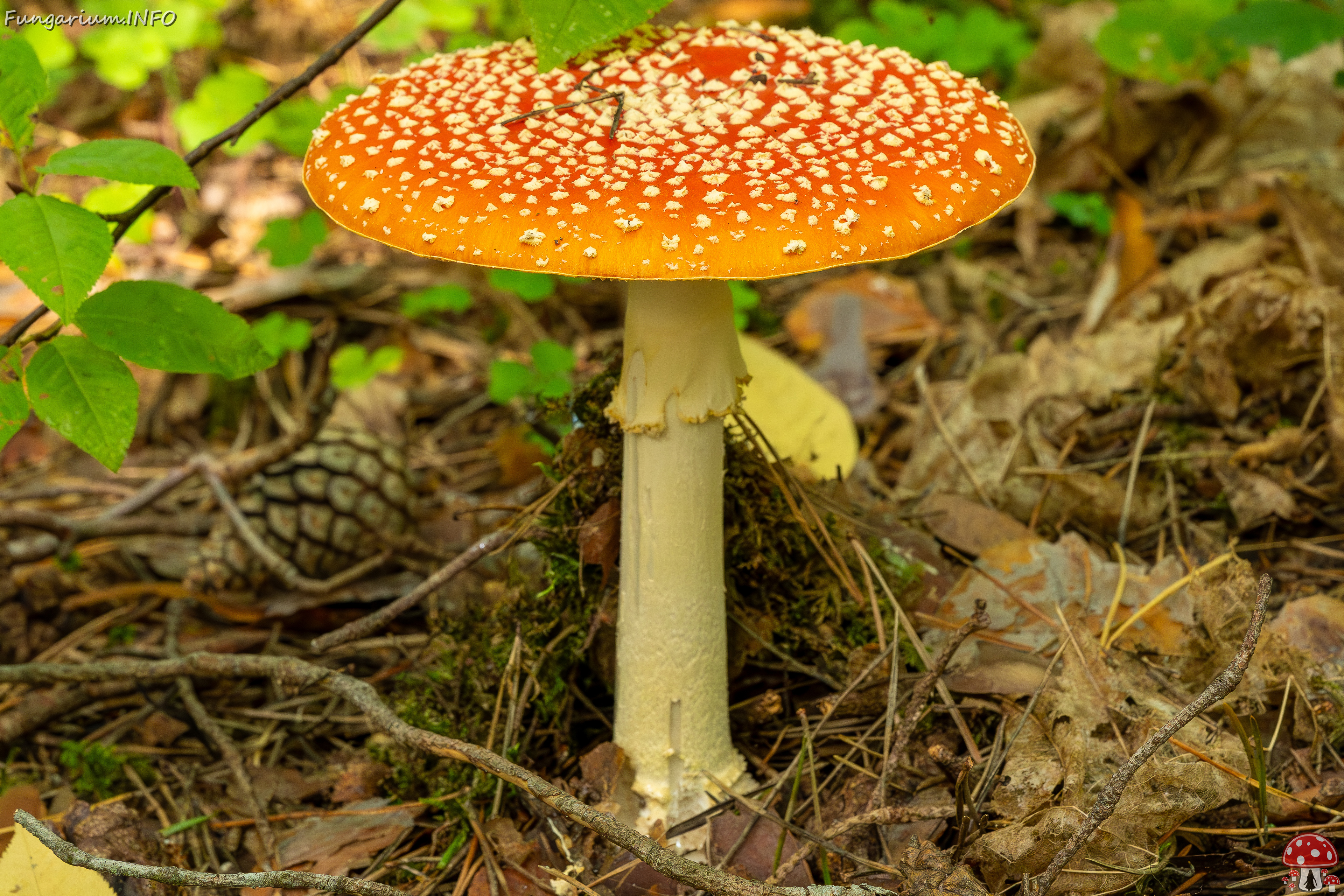 amanita-muscaria_2023-09-12_1-4 