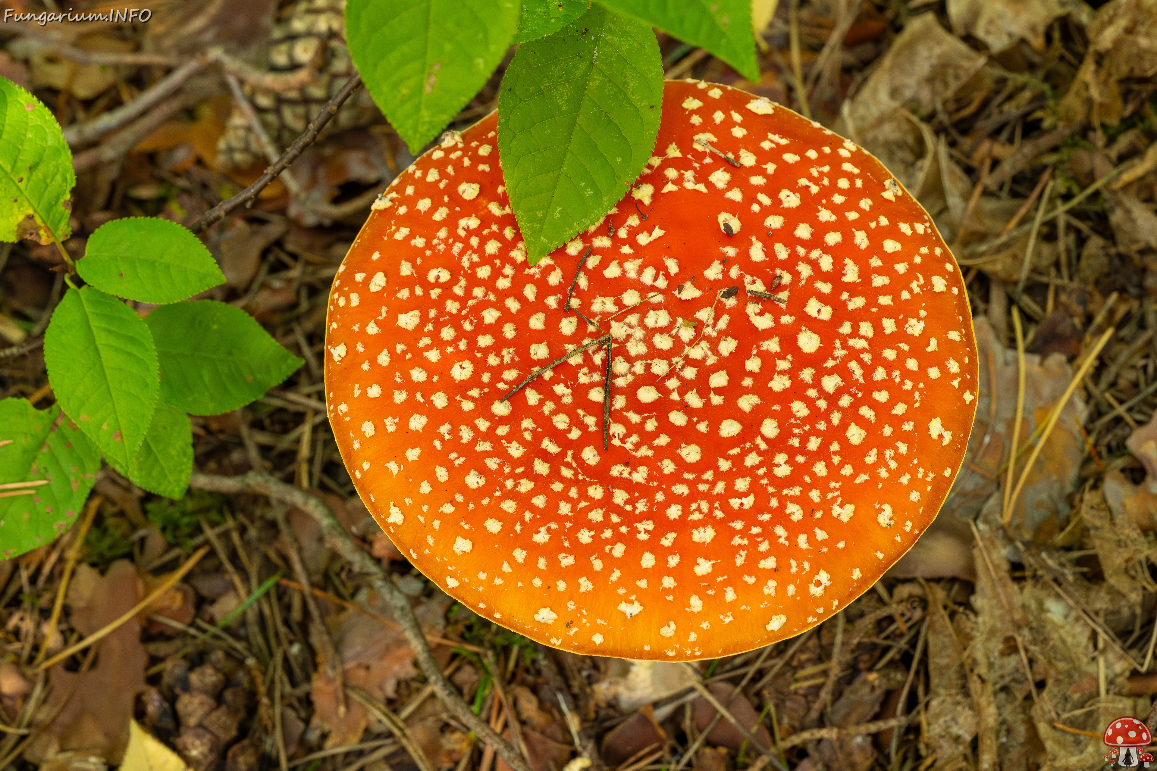 amanita-muscaria_2023-09-12_1-5 