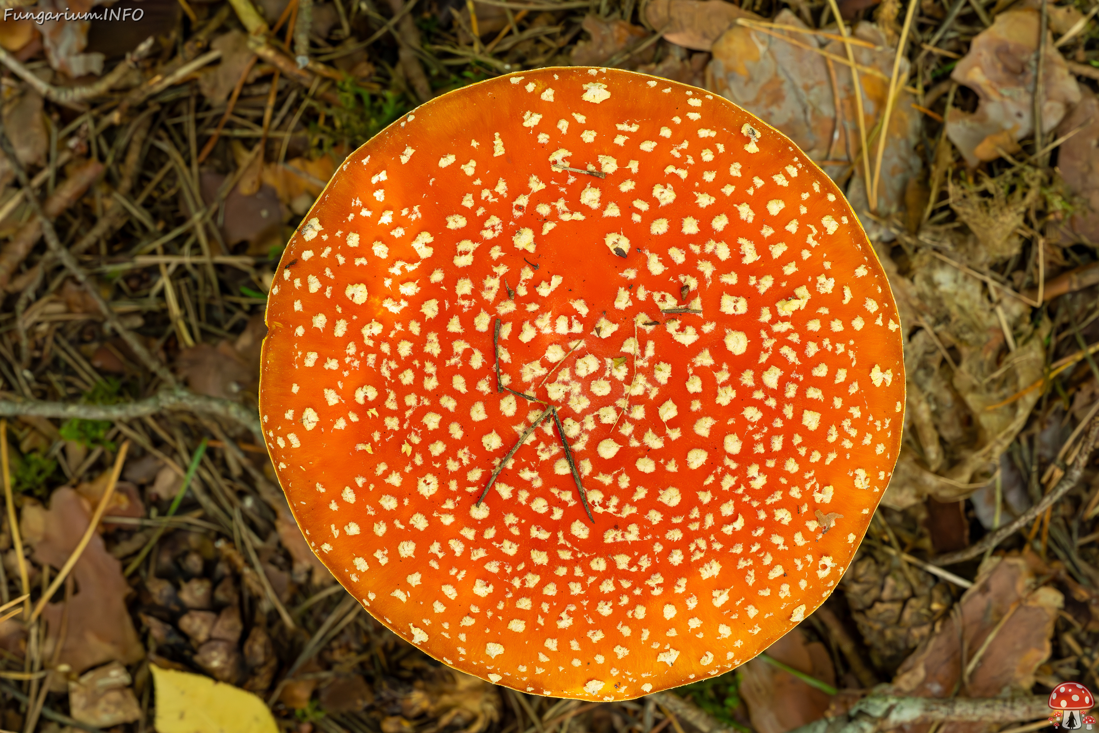 amanita-muscaria_2023-09-12_1-6 