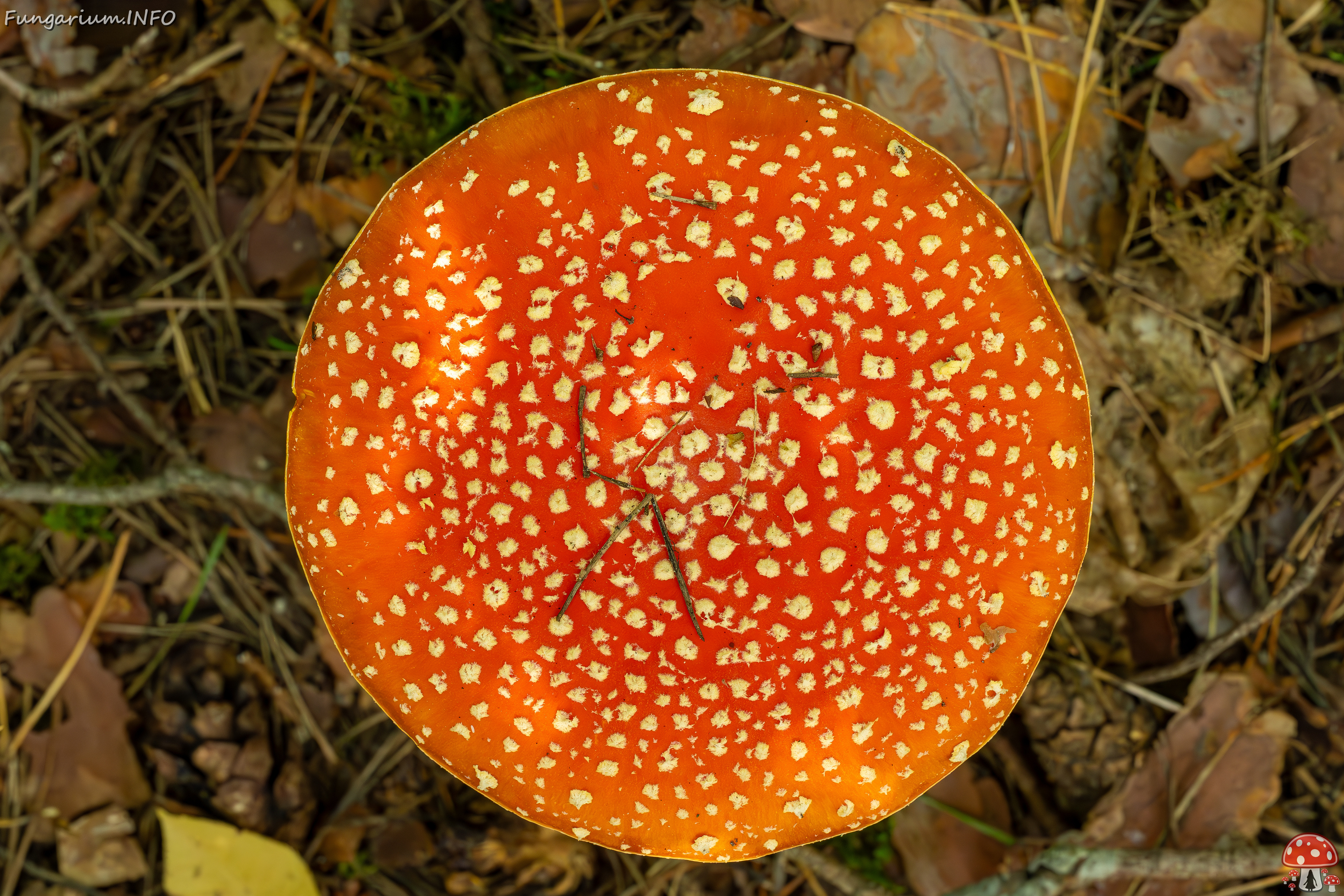 amanita-muscaria_2023-09-12_1-7 