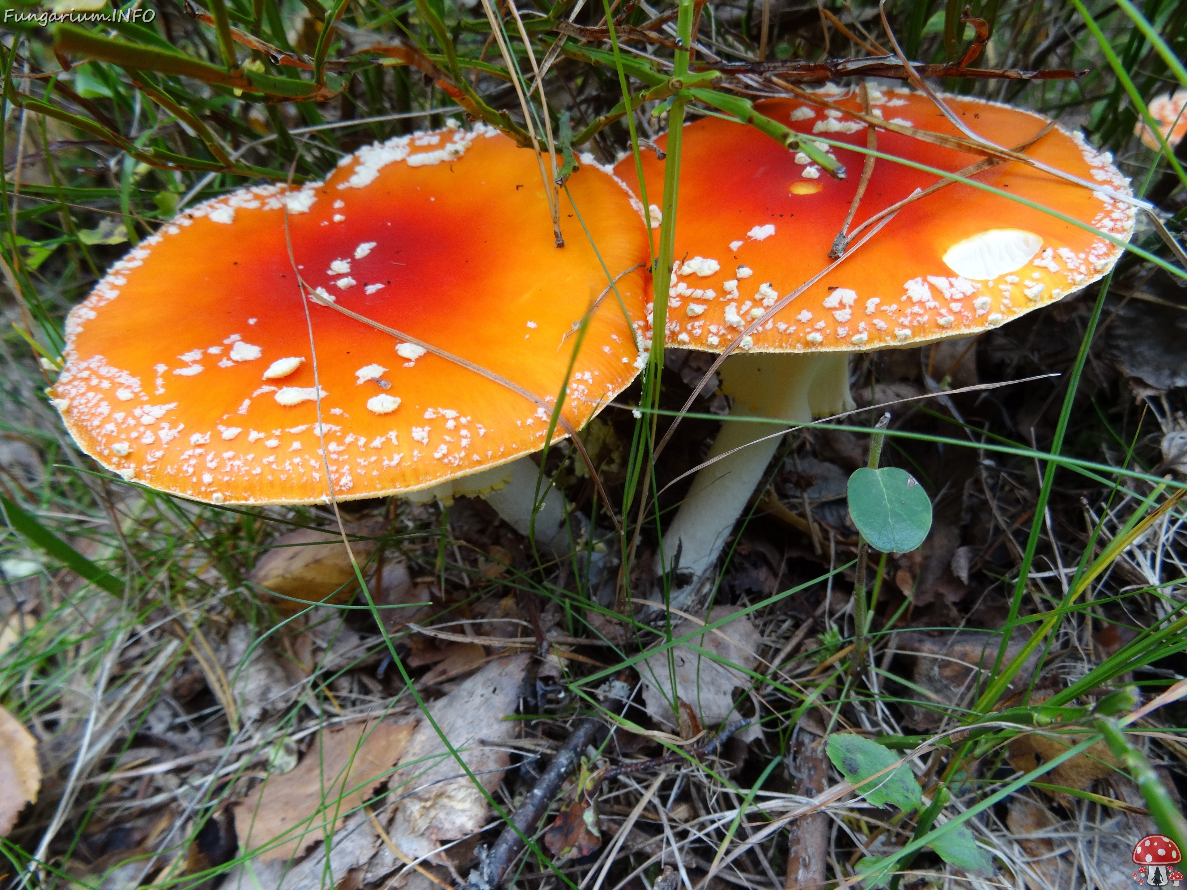 fungi-0000029 