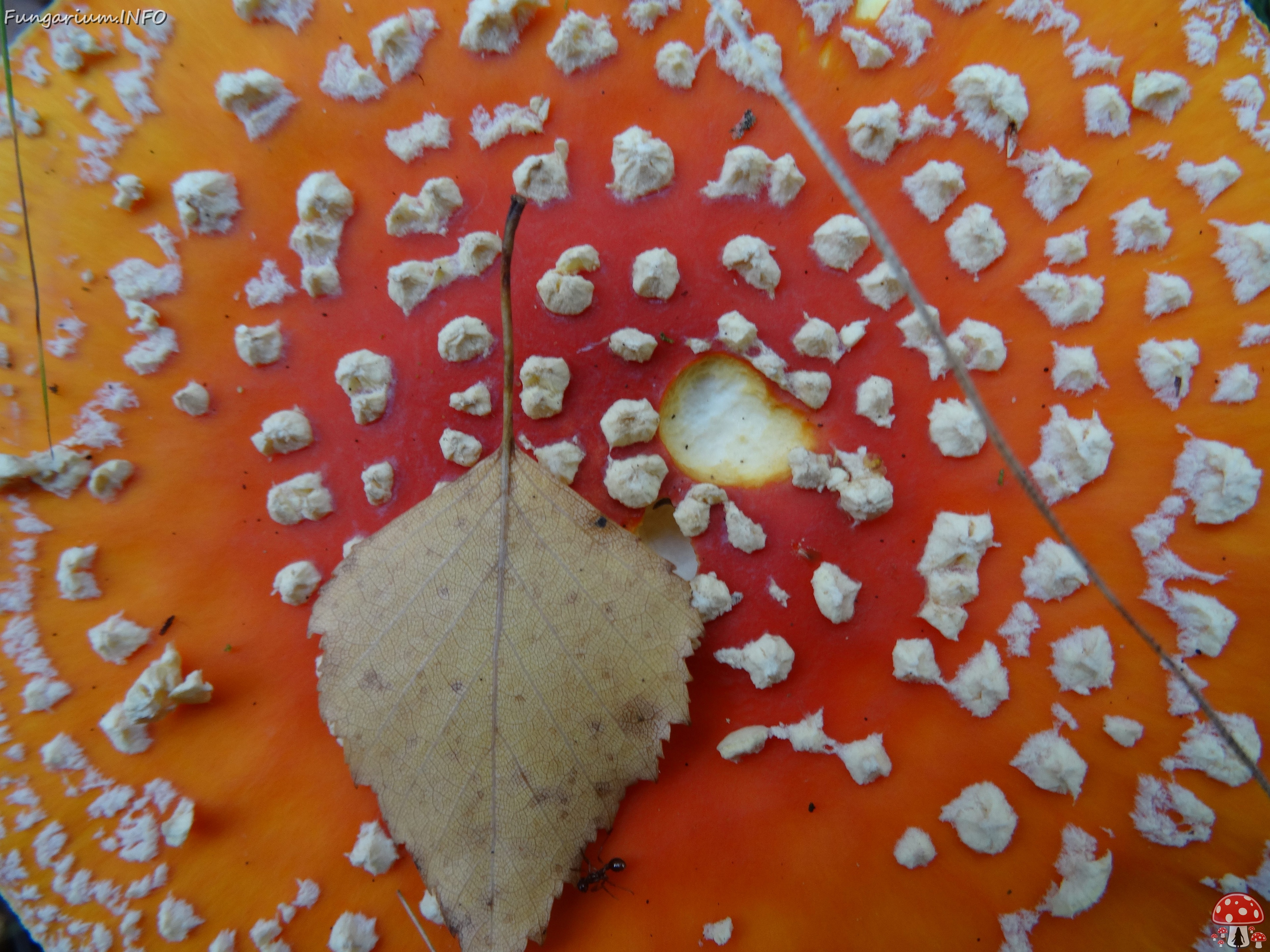 fungi-0000046 