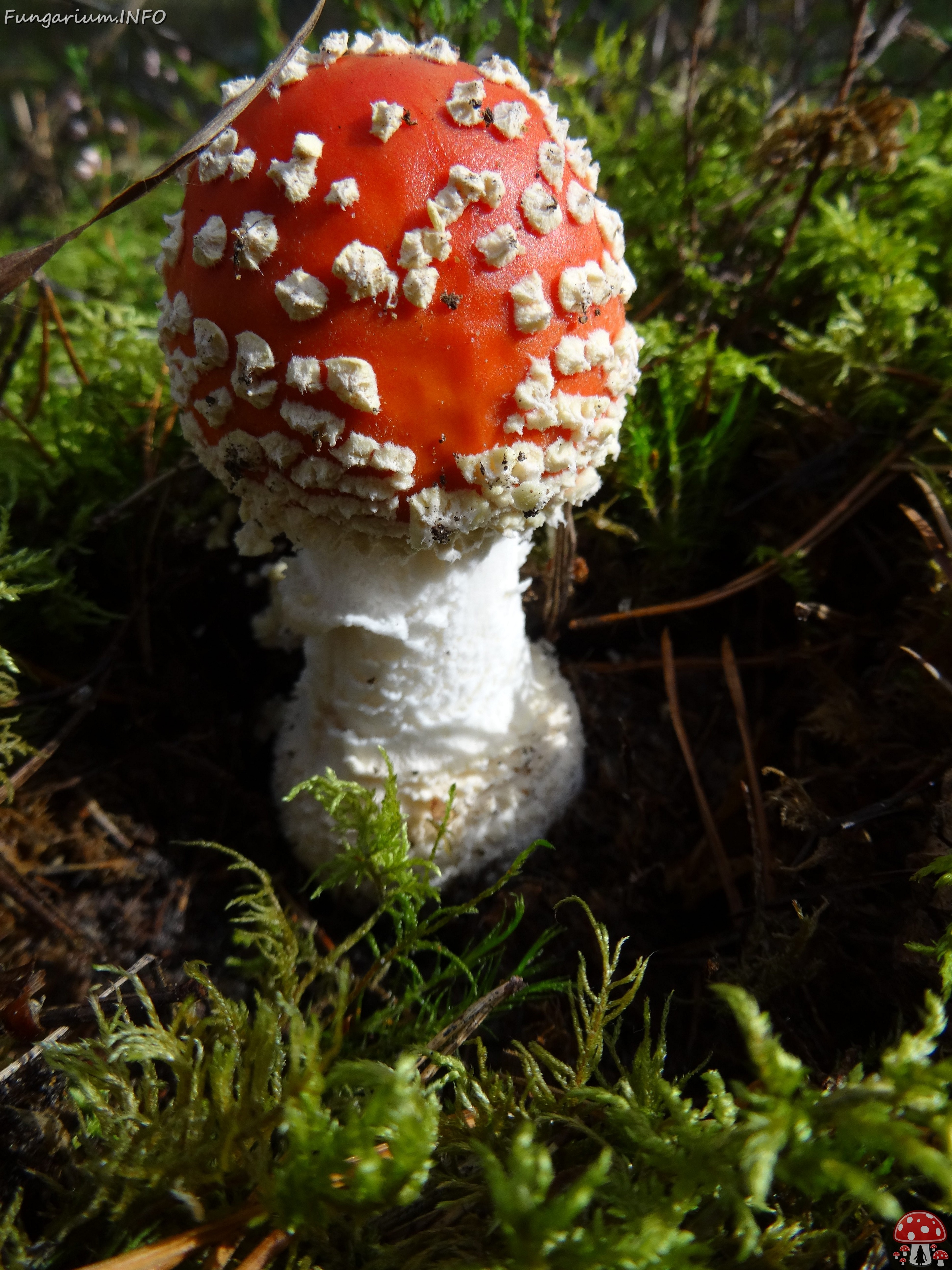 fungi-0000075 