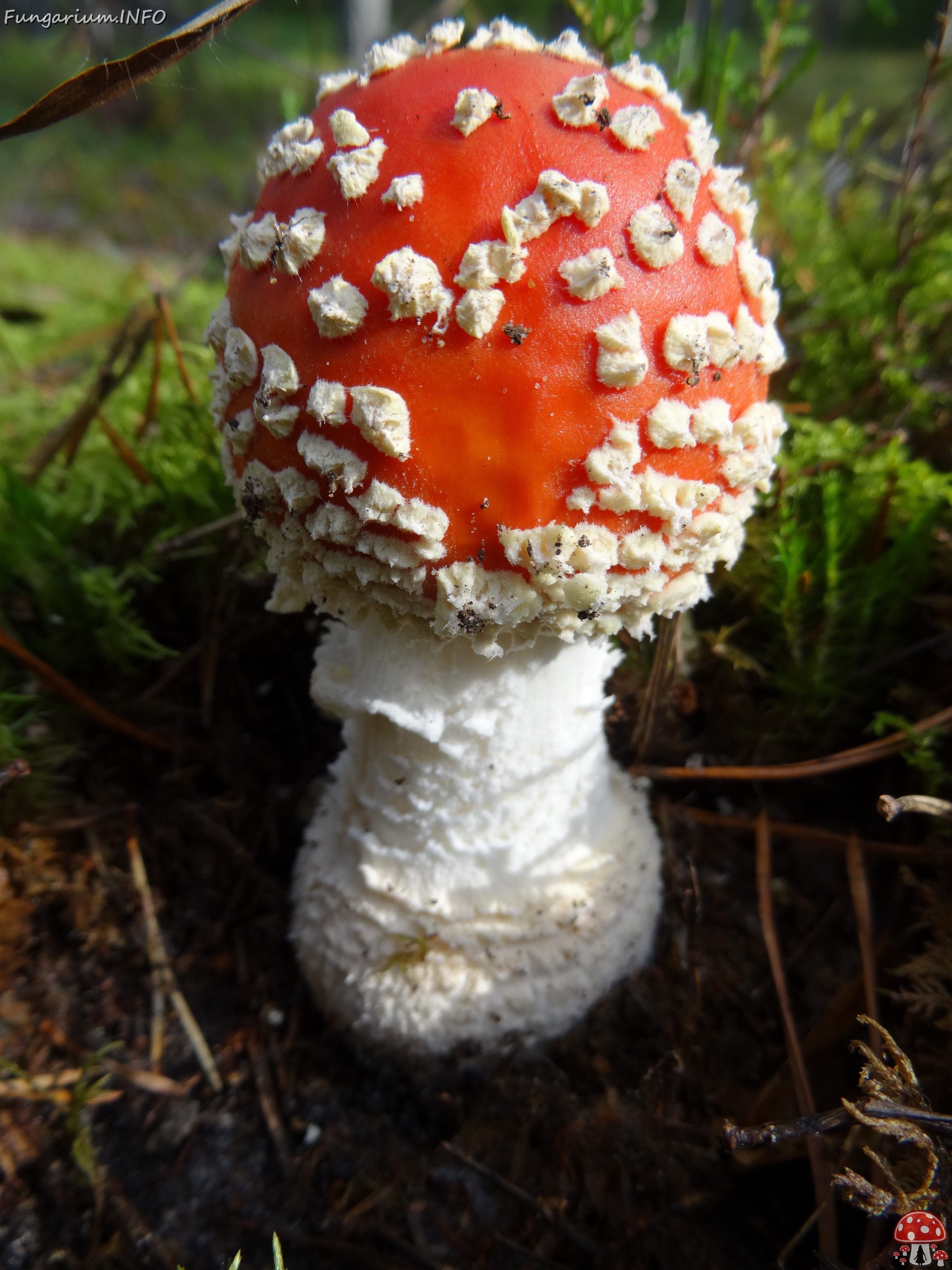 fungi-0000077 