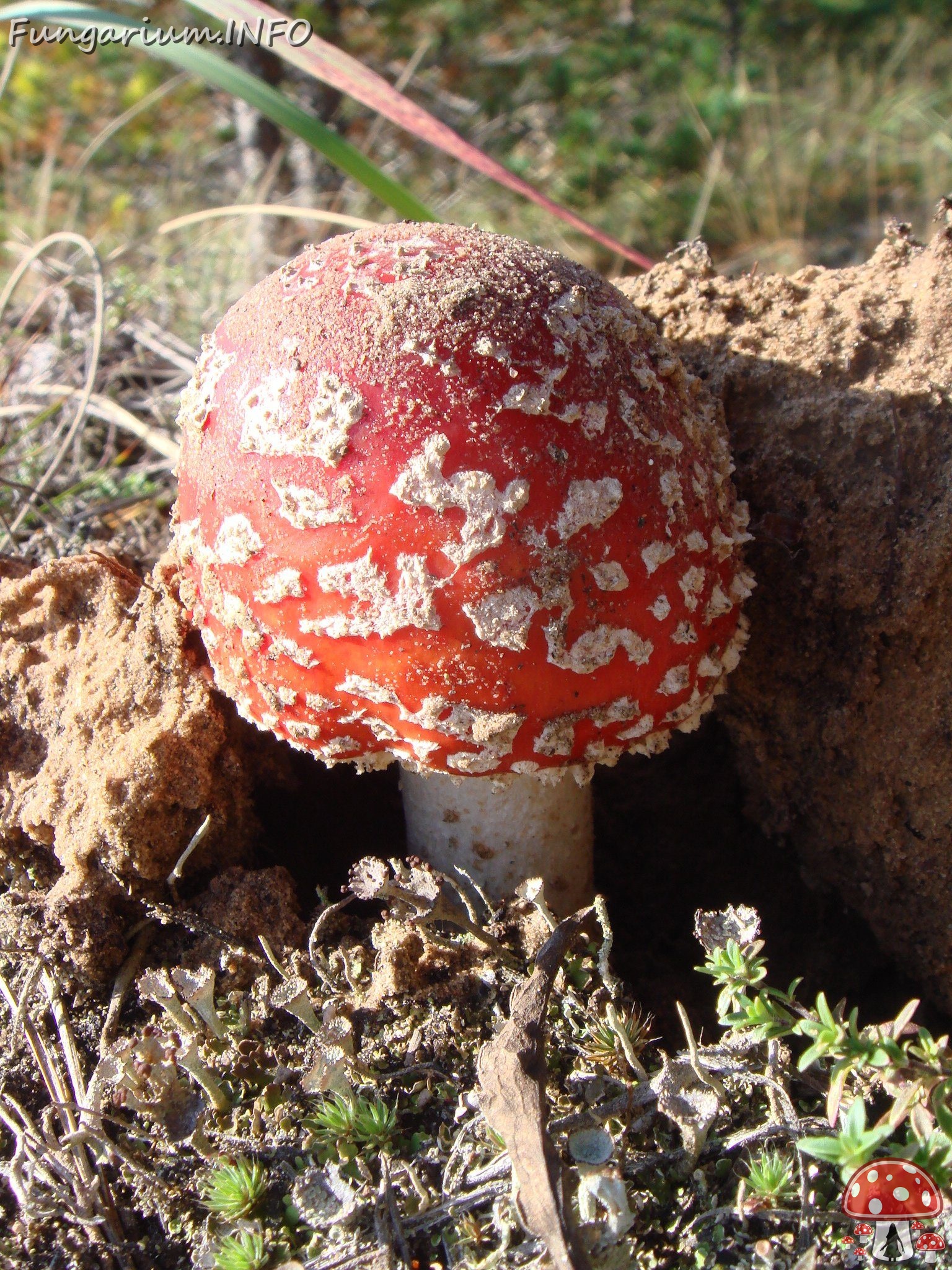 fungi-0000129 