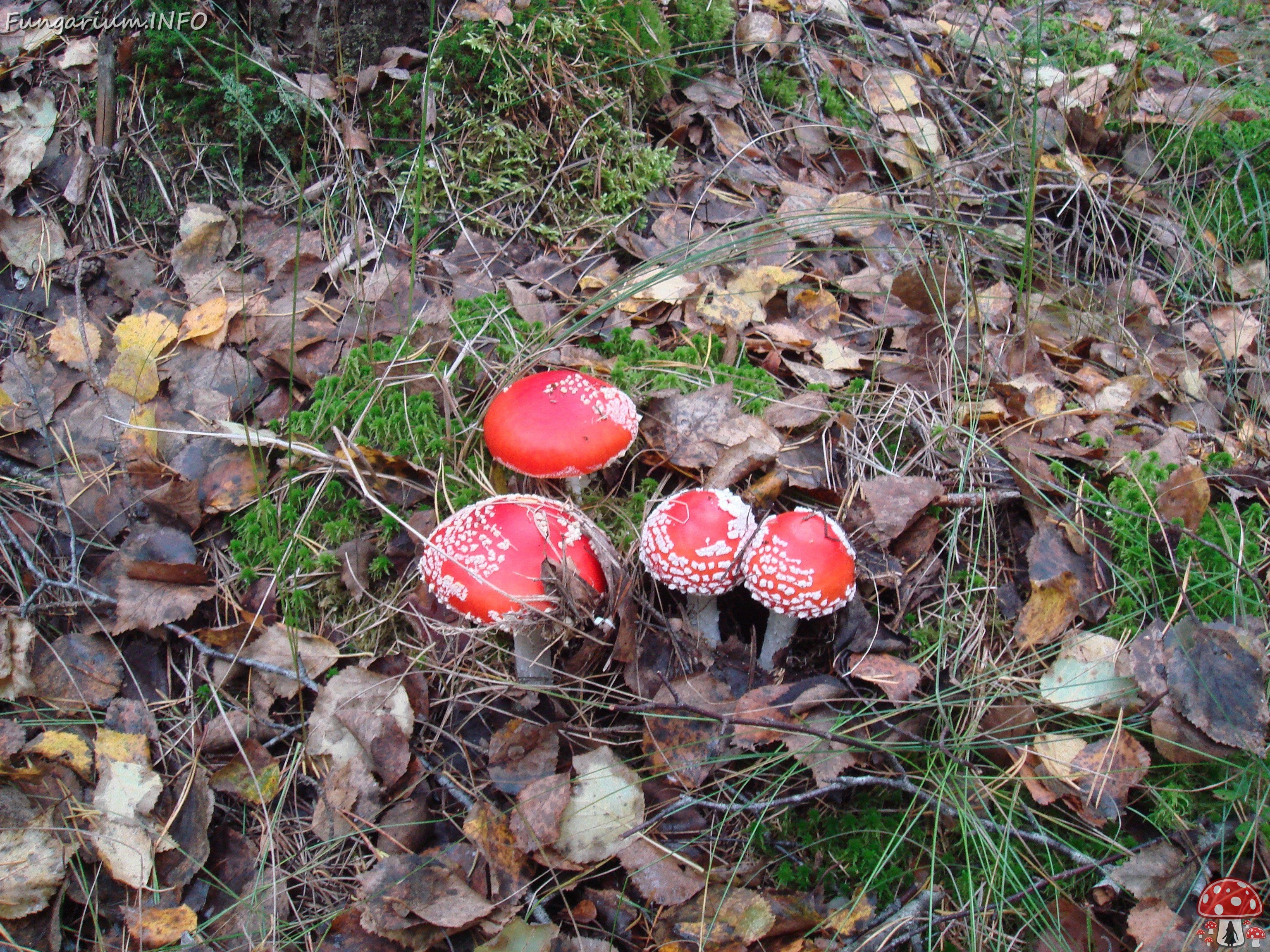 fungi-0000145 