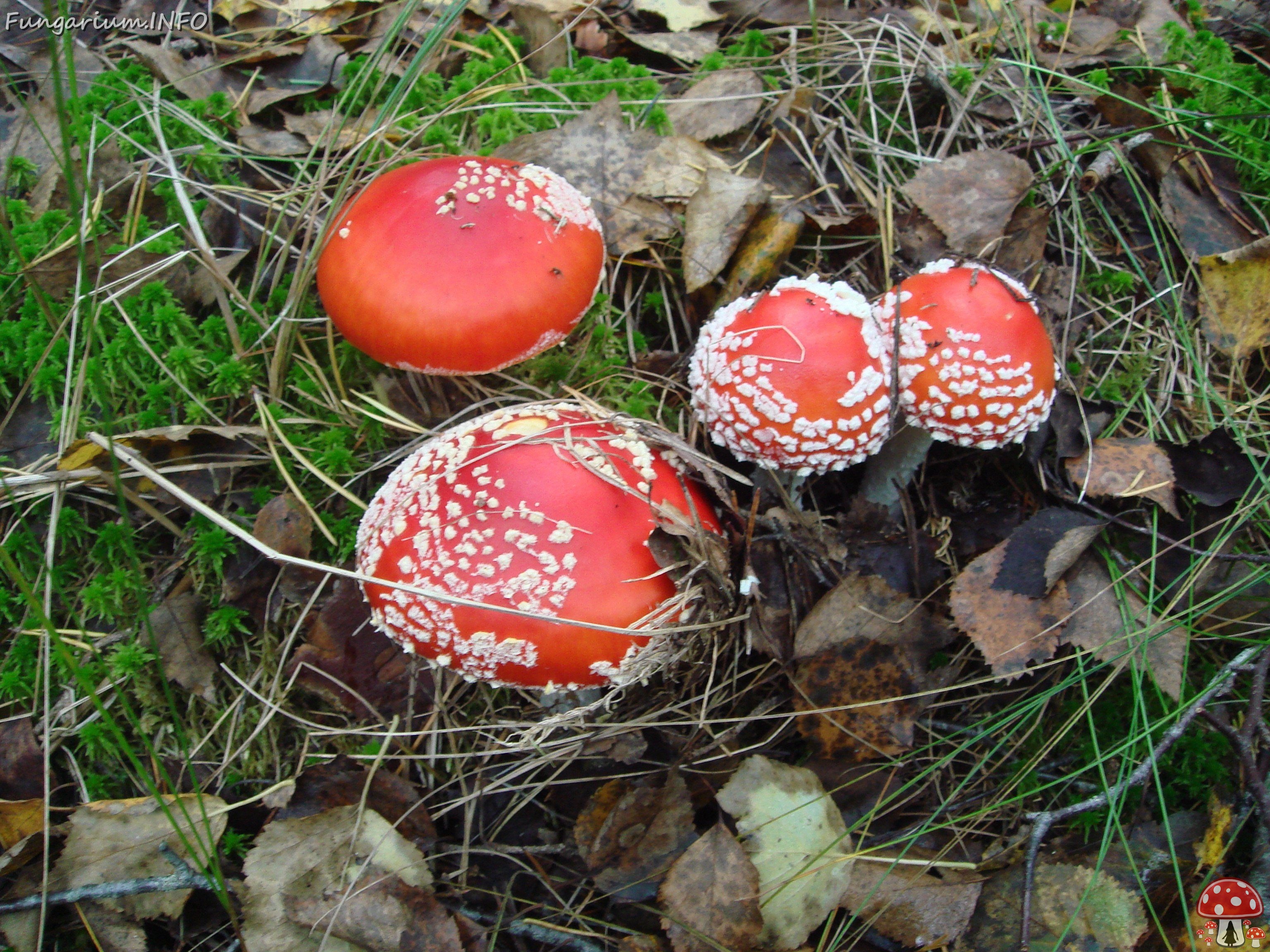 fungi-0000147 