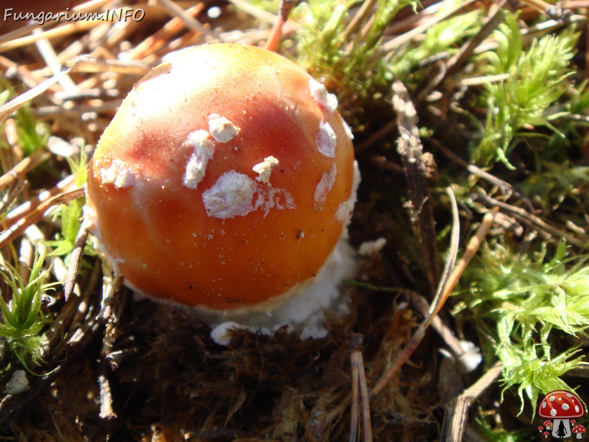 fungi-0003340 