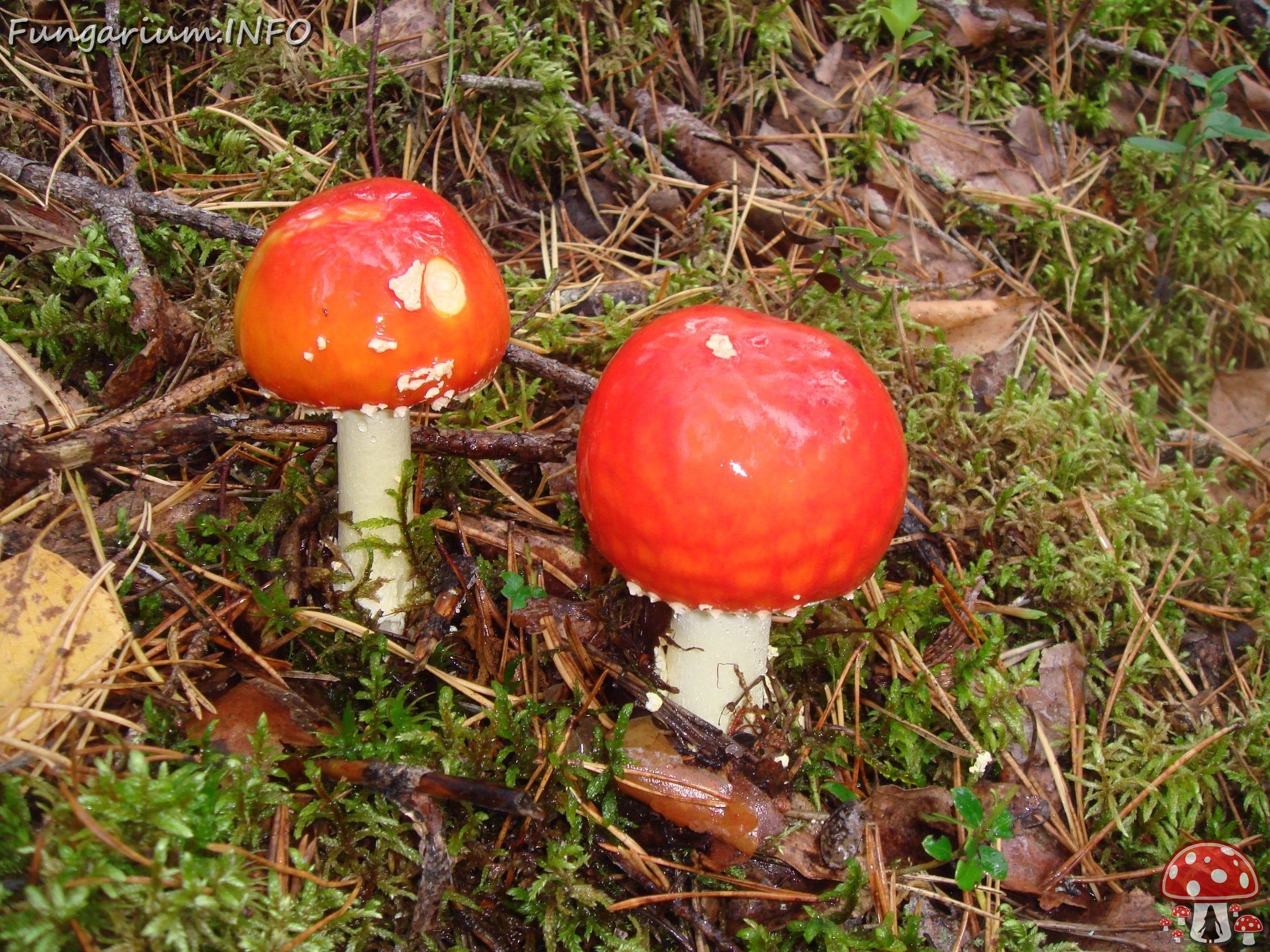 fungi-0004150 