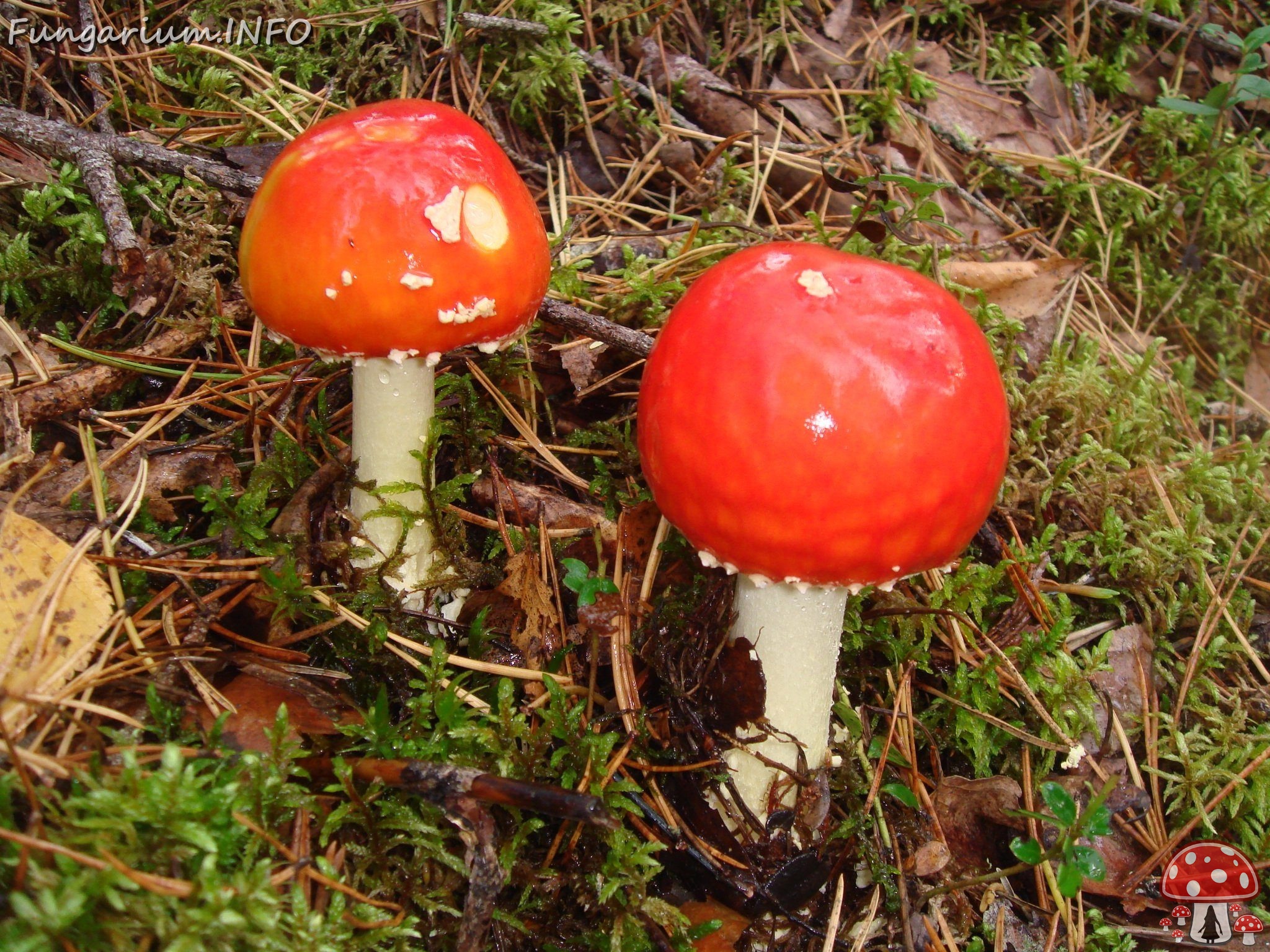 fungi-0004151 