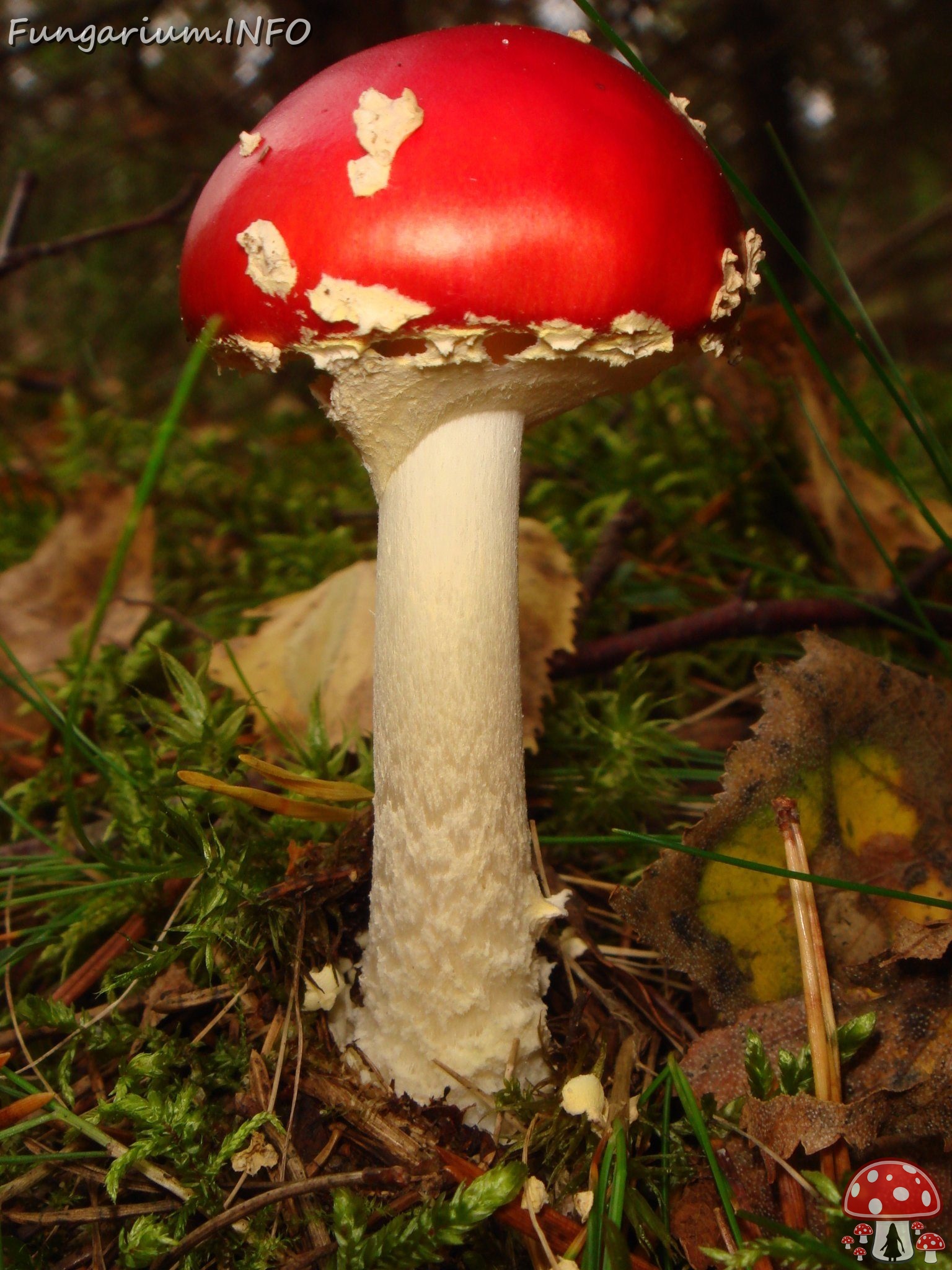 fungi-0004571 