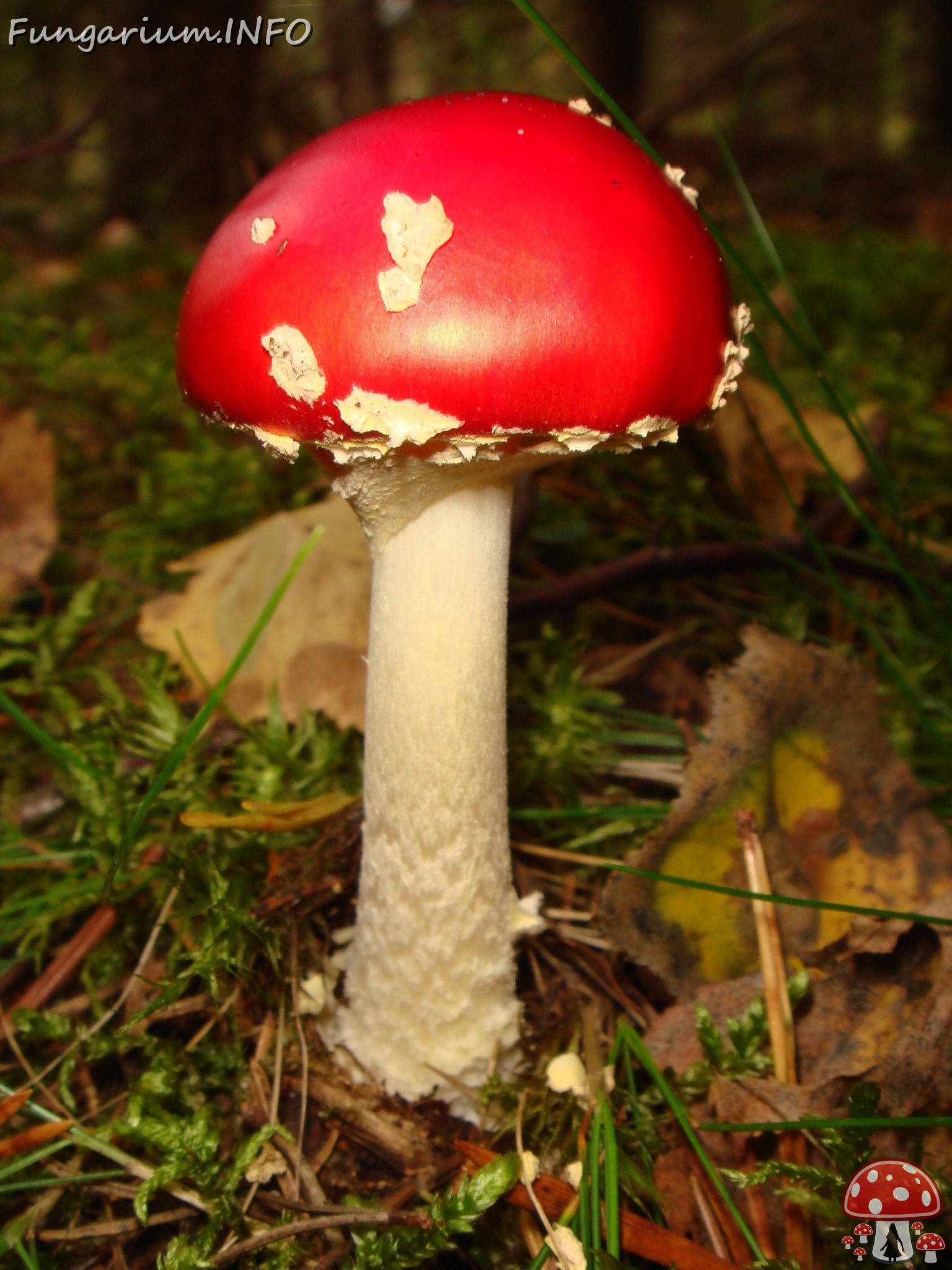 fungi-0004572 