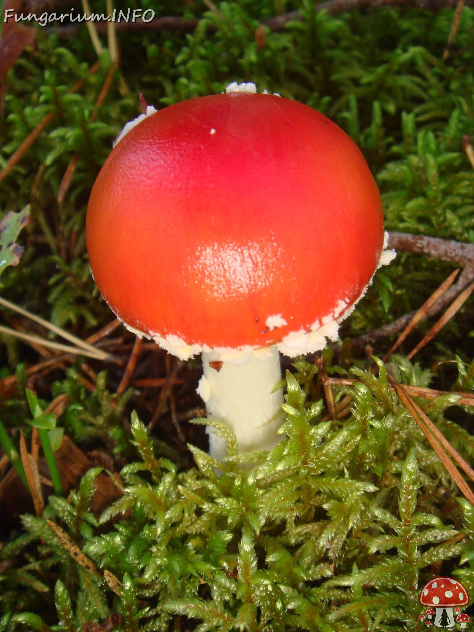 fungi-0004694 