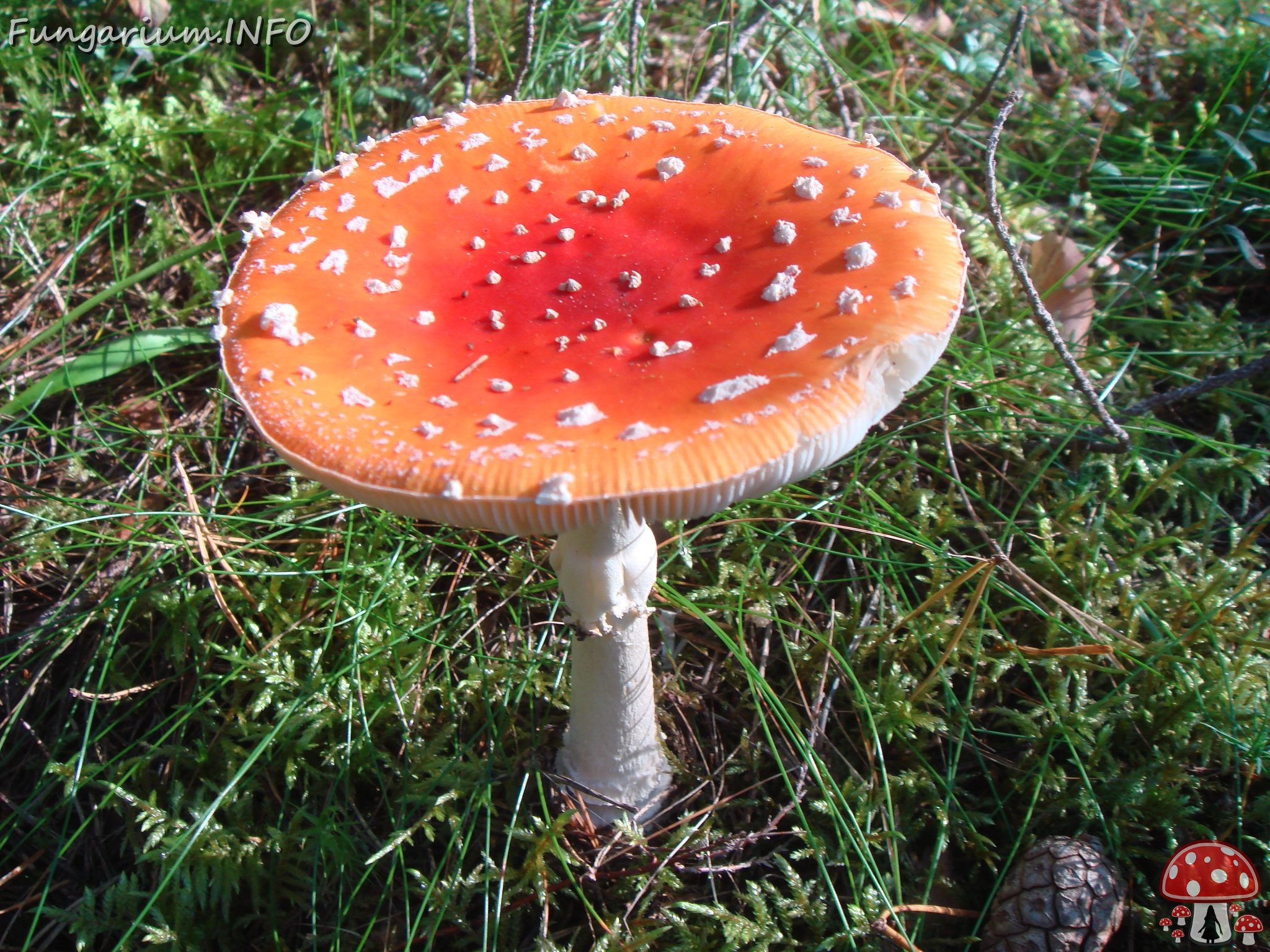 fungi-0004700 