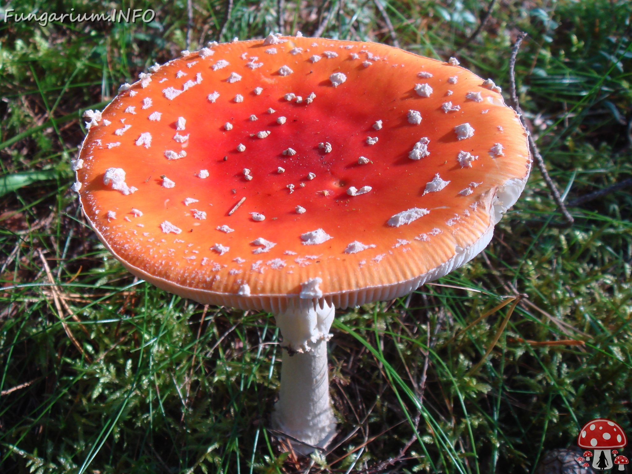 fungi-0004702 