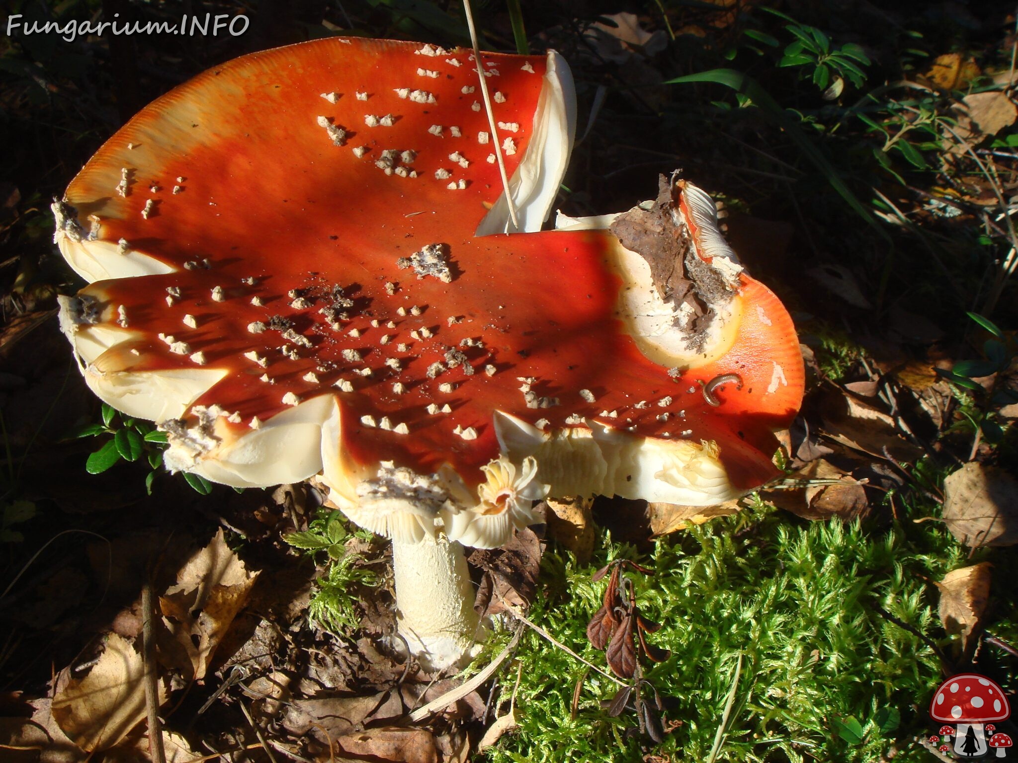 fungi-0004714 