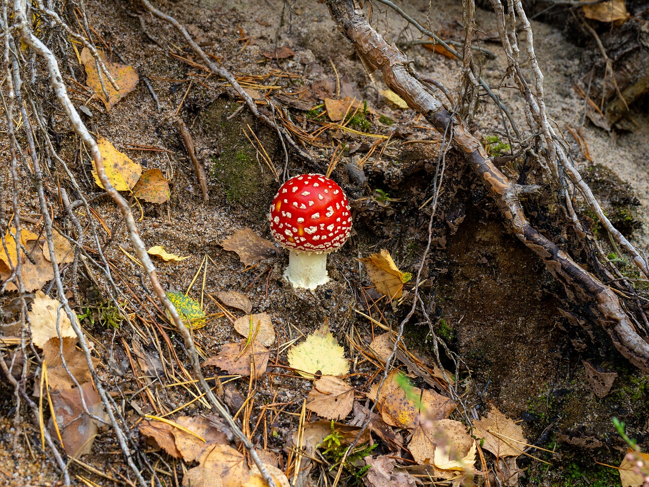 Amanita muscaria _2026-09-17_1-1