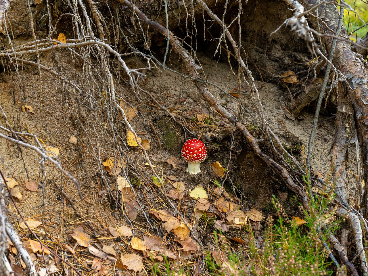 Amanita muscaria _2026-09-17_1-2