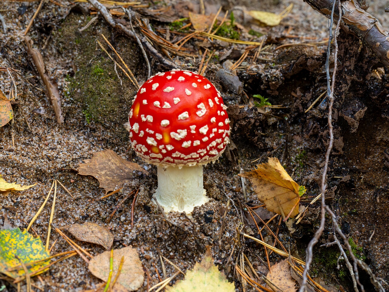 Amanita muscaria _2026-09-17_1-3