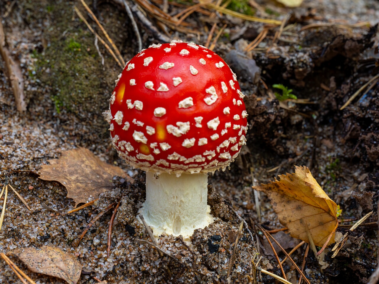 Amanita muscaria _2026-09-17_1-4