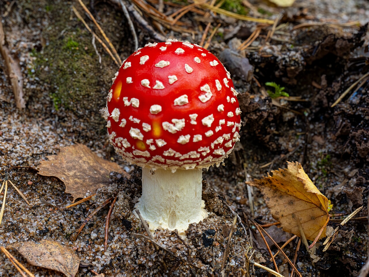 Amanita muscaria _2026-09-17_2-1
